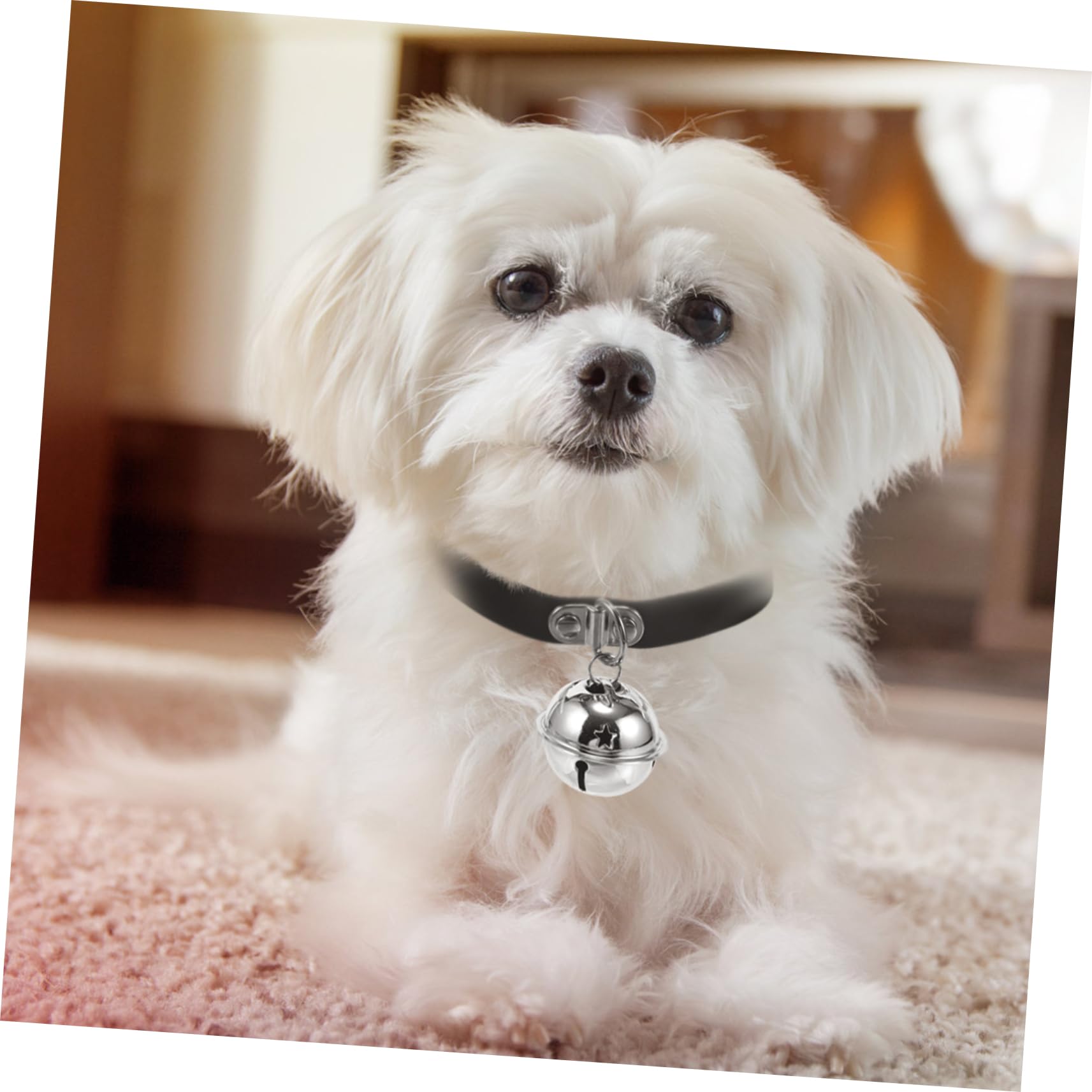 Toddmomy Collier pour Chiens PU avec Clochette Collier Ajustable Style Punk pour Chiots Et Chats Accessoire pour Animaux De Compagnie