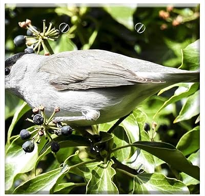 Double Blank Wall Plate Cover - Blackcap Bird Songbird Garden Bird Nature Animal 2