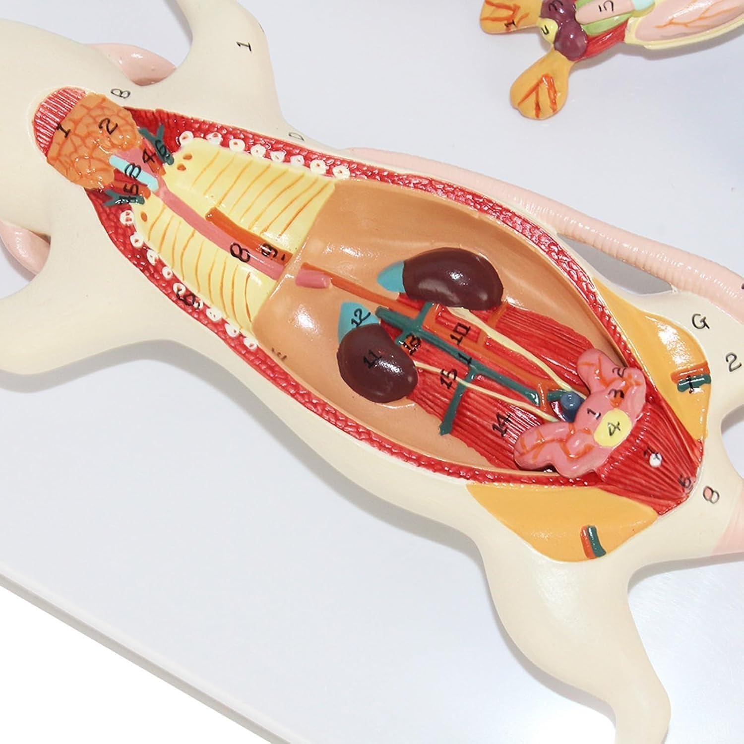 Mouse Organs Anatomy Model, Mouse Rat Internal Organ Structure Anatomical Model, Detachable 6 Male and Female Organs are Interchangeable, for Biological Research Teaching Experiment.