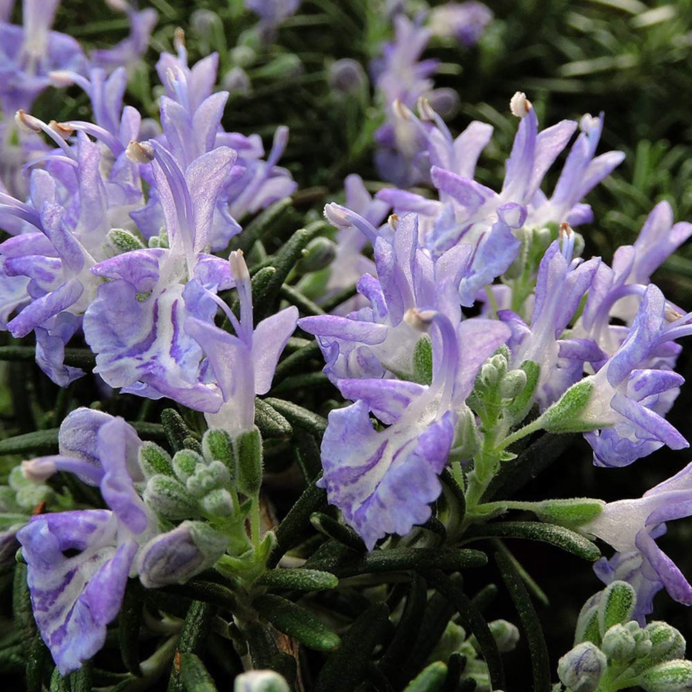 Amazon.co.jp: ITANSE ローズマリー プロストラータス 9cmポット