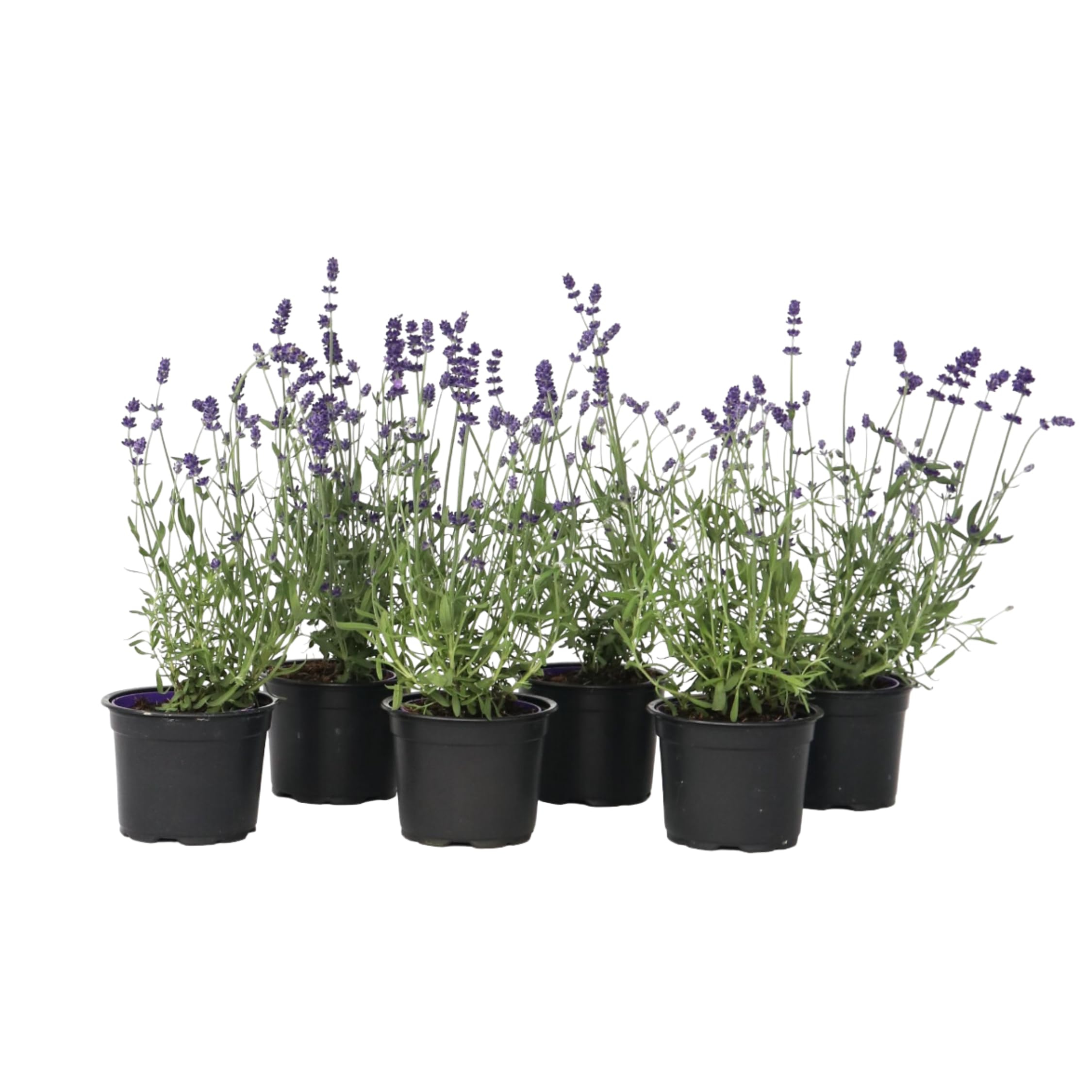 Lavande buisson Lavandula angustifolia lot de 6 plantes résistantes au manque d'eau