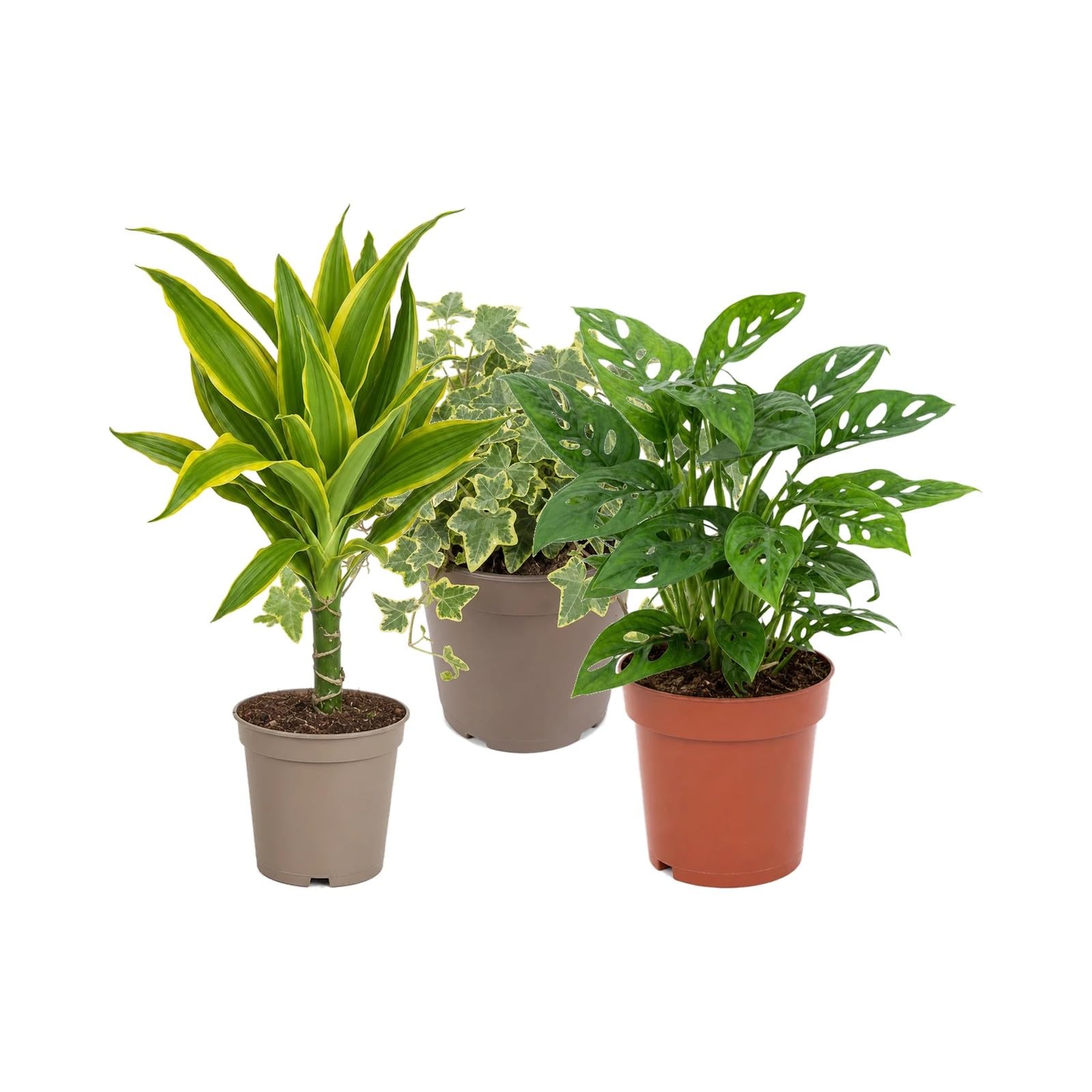 Pack 3 Plantas de Interior: Amantes con Experiencia DECOALIVE