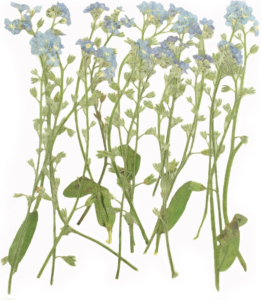 Pressed Flowers, Forget me not on Stalk 20 Pieces, Myosotis for Art, Craft, Card Making, Scrapbooking