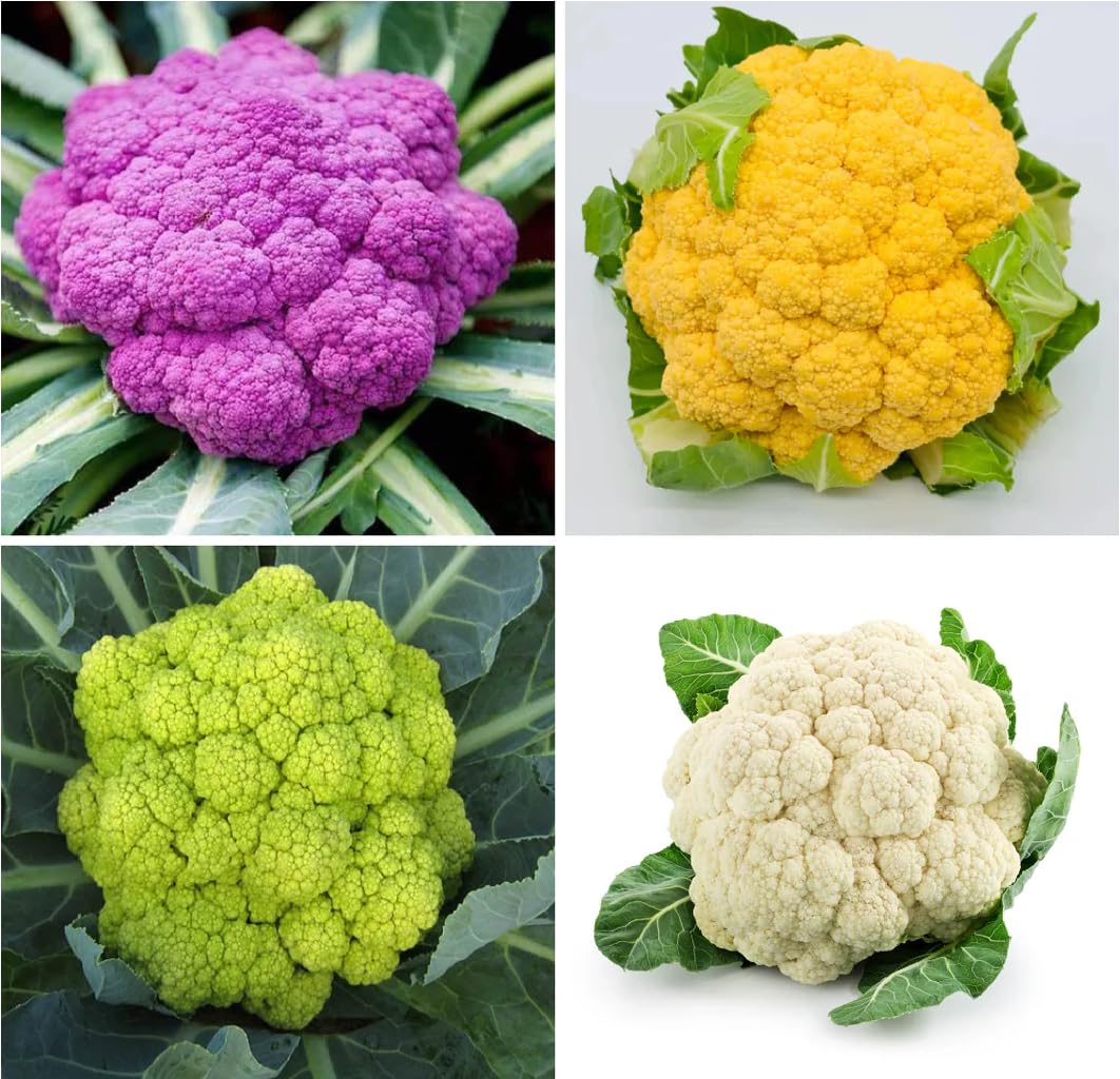 Mix Cauliflower Seeds (F1 Hybrid) White, Green, Yellow & Purple Phool Gobhi Seed for Home Gardening, Kitchen Garden & Terrace Farming | High Germination, Non-GMO Garden Seeds-image-25