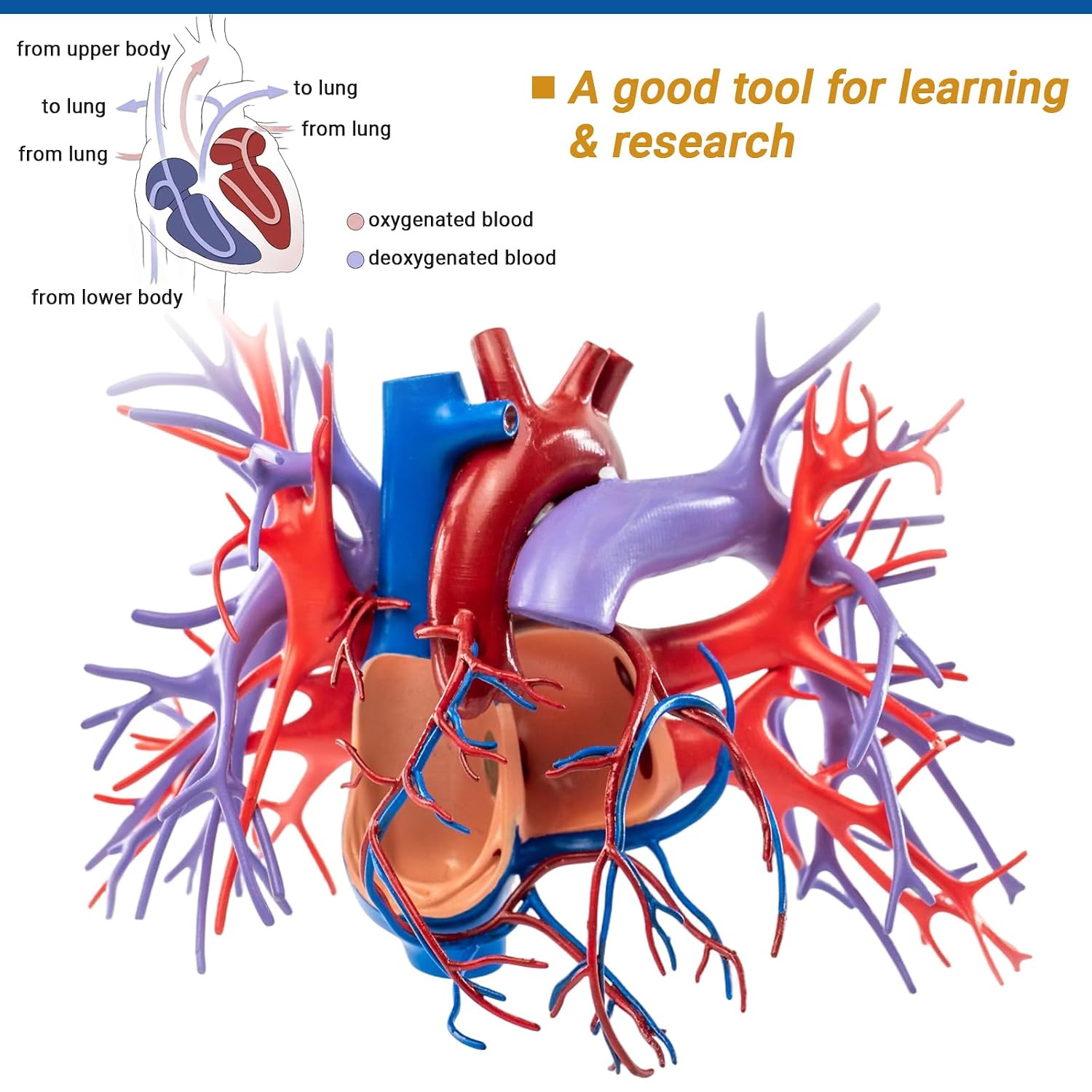 Human Cardiopulmonary Vascular Anatomy Model, Life-Size