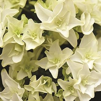 Hydrangea Double Dutch Gouda Beautiful Double Creamy White Flowers Hardy Shrub Ideal for Patio Pots and Borders, 2 x Flower Plants in 14cm Nursery Pots by seeds