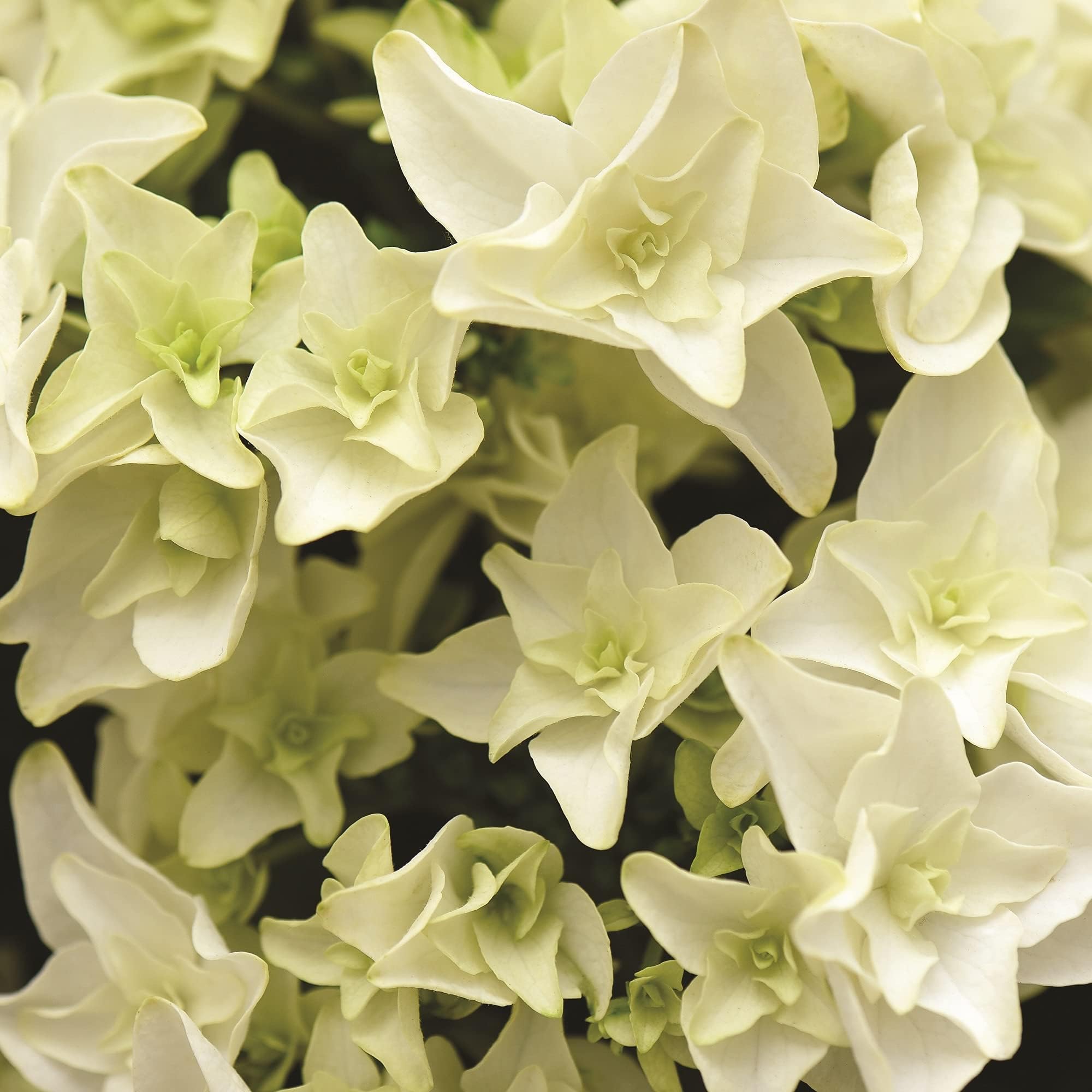 Hydrangea Double Dutch Gouda Beautiful Double Creamy White Flowers Hardy Shrub Ideal for Patio Pots and Borders, 2 x Flower Plants in 14cm Nursery Pots by seeds