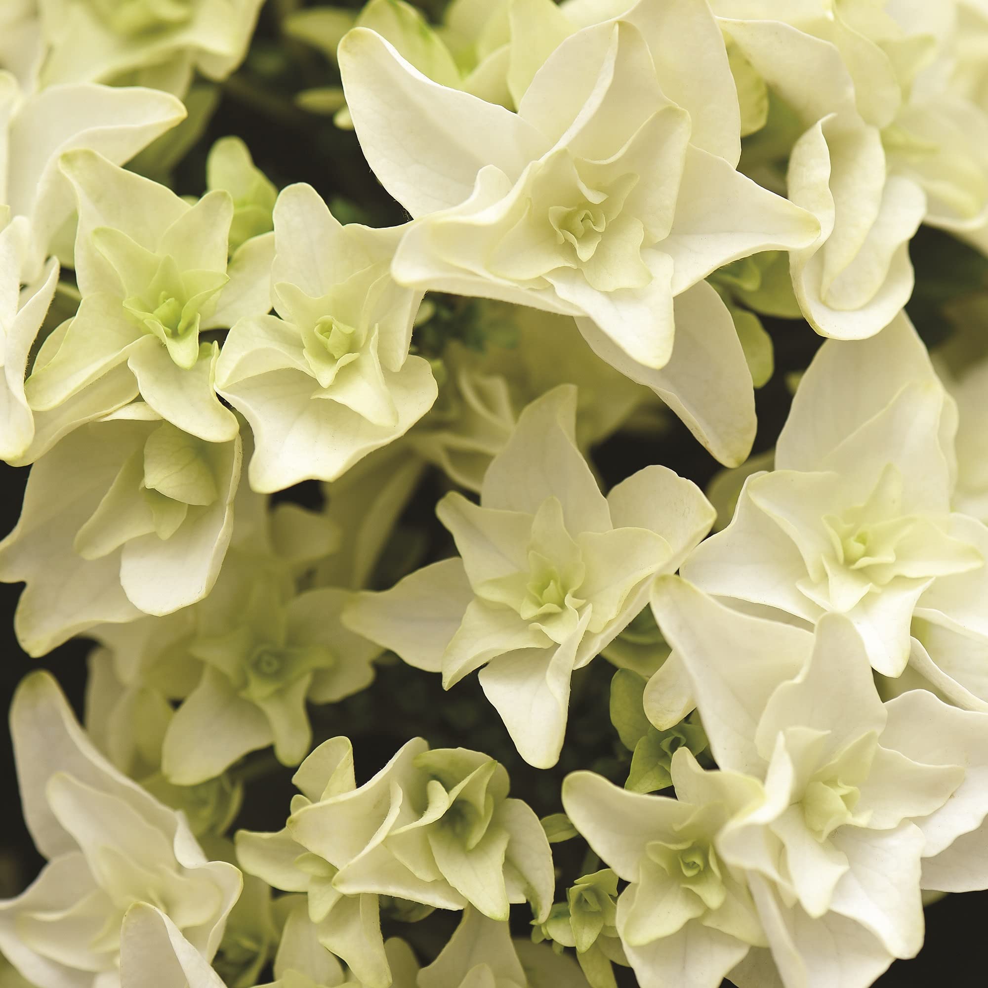 Hydrangea Double Dutch Gouda Beautiful Double Creamy White Flowers Hardy Shrub Ideal for Patio Pots and Borders, 2 x Flower Plants in 14cm Nursery Pots by seeds