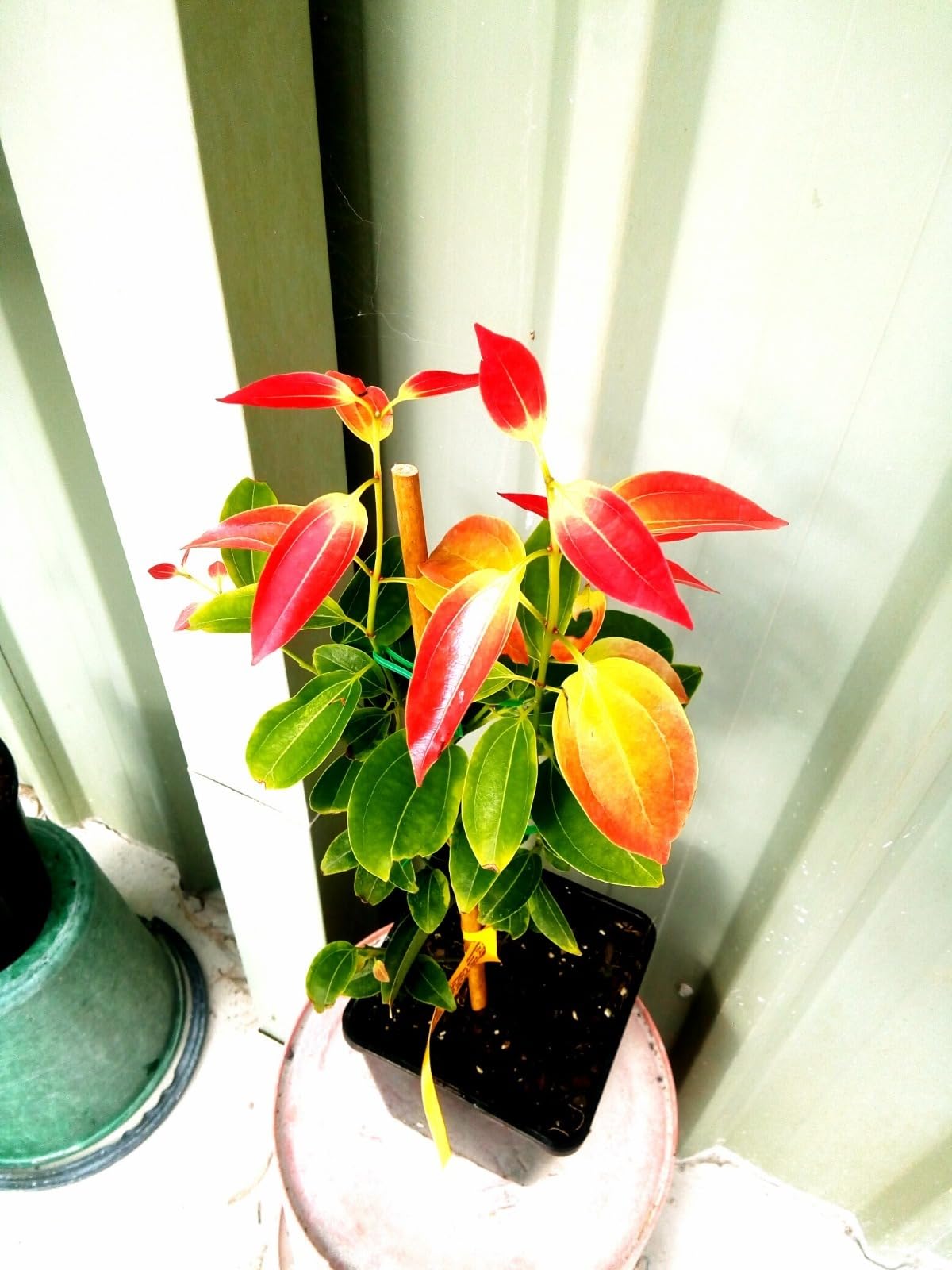 Golden Bloom Grafted DalChini Tree Plant/True Cinnamon Plant Original Height 1.5-2 FT (B0CX9GHMNM) Amazon Price History, Amazon Price Tracker