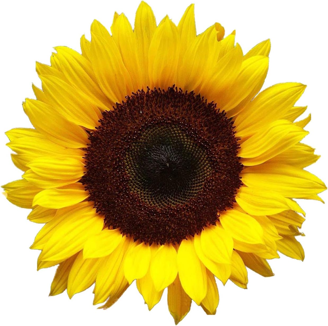 Sunflower Beautiful Flowers Vinyl Wall Decals Decors Removable Stickers Murals