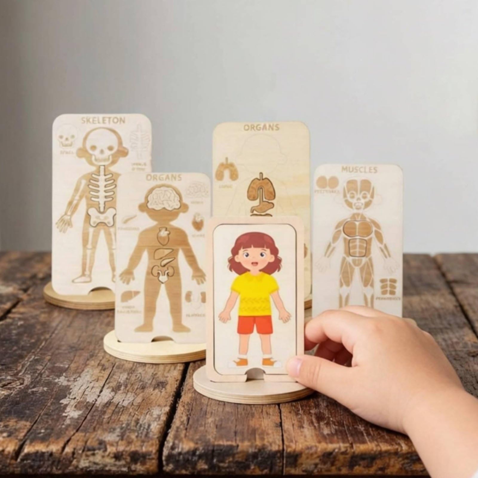 Puzzle Corpo Umano per Bambini in Legno con Strati di Muscoli Pelle Organi Scheletro per Sviluppo Motorio Adatto a Prescolari E, Bambina
