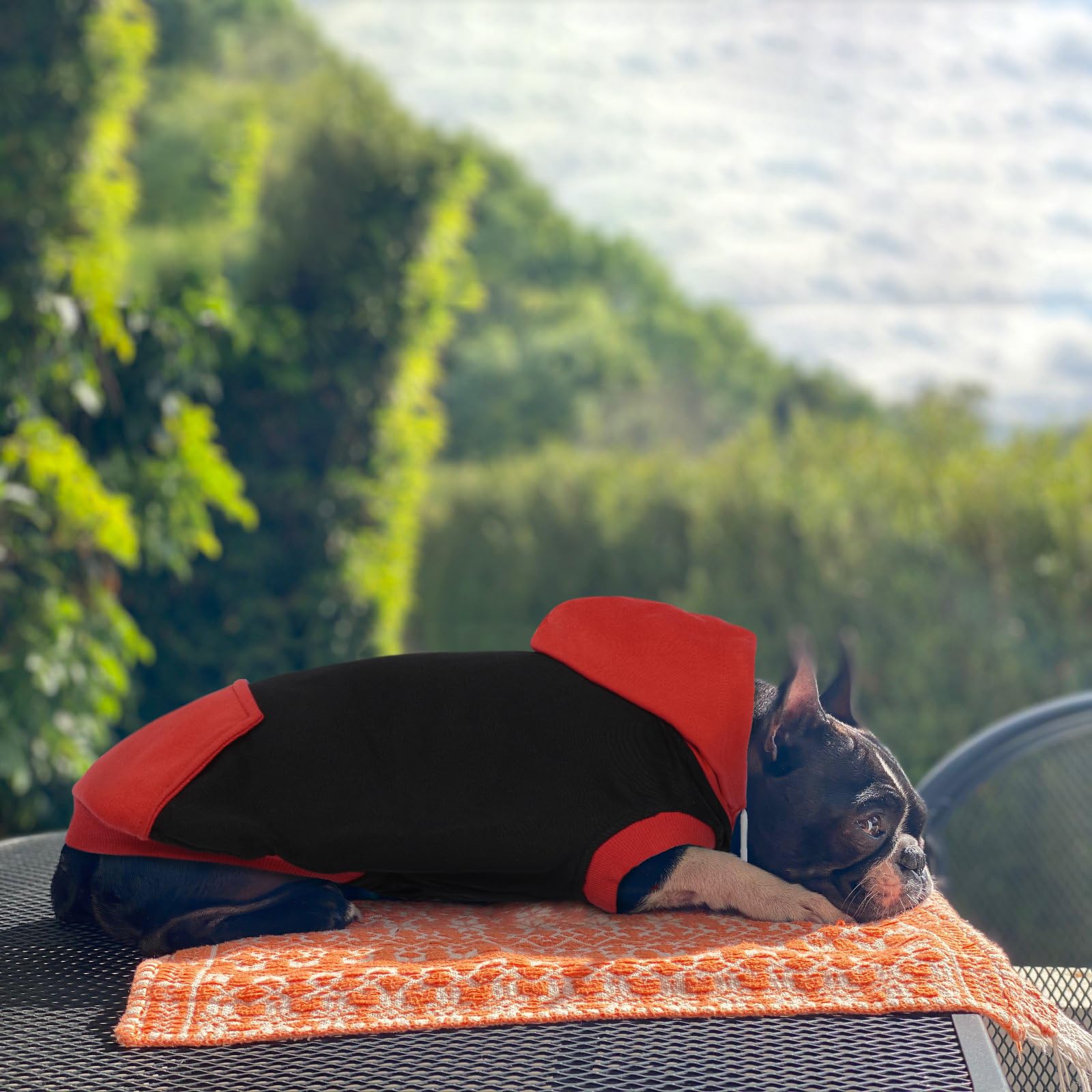 Pull Chien - Sweats à Capuche pour Chiens, Sweatshirt Chien sans Manches, Capuche Chien en Coton pour Chat Yorkshire Jack Russell, Rouge M