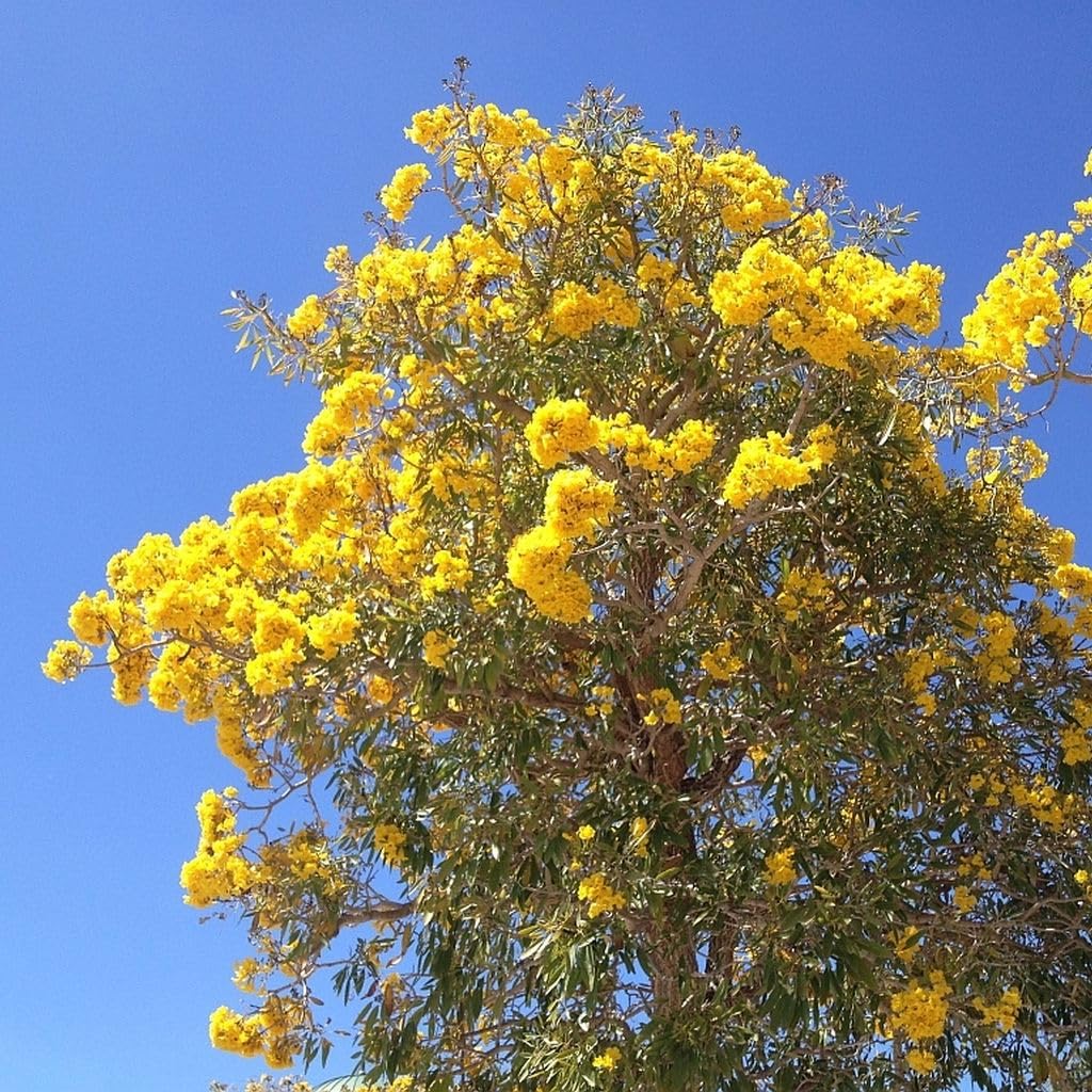 Amazon.com : Golden Trumpet Tree, Live Tropical Plant | Tabebuia