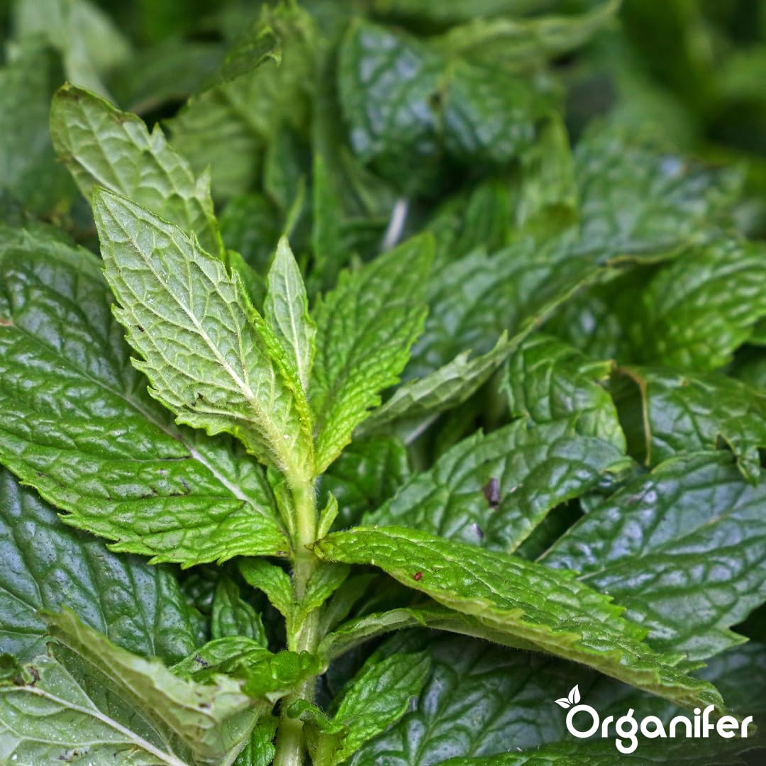 Engrais liquide organique 1L pour Menthe – croissance optimale et feuillage luxuriant – Organifer