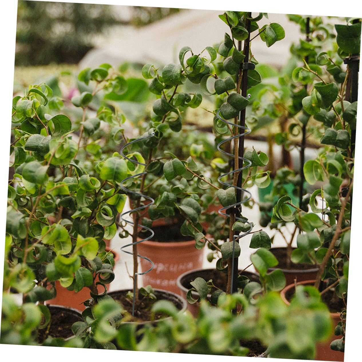 Lot de 8 Tuteurs Spiralés en Fer pour Plantes de Jardin