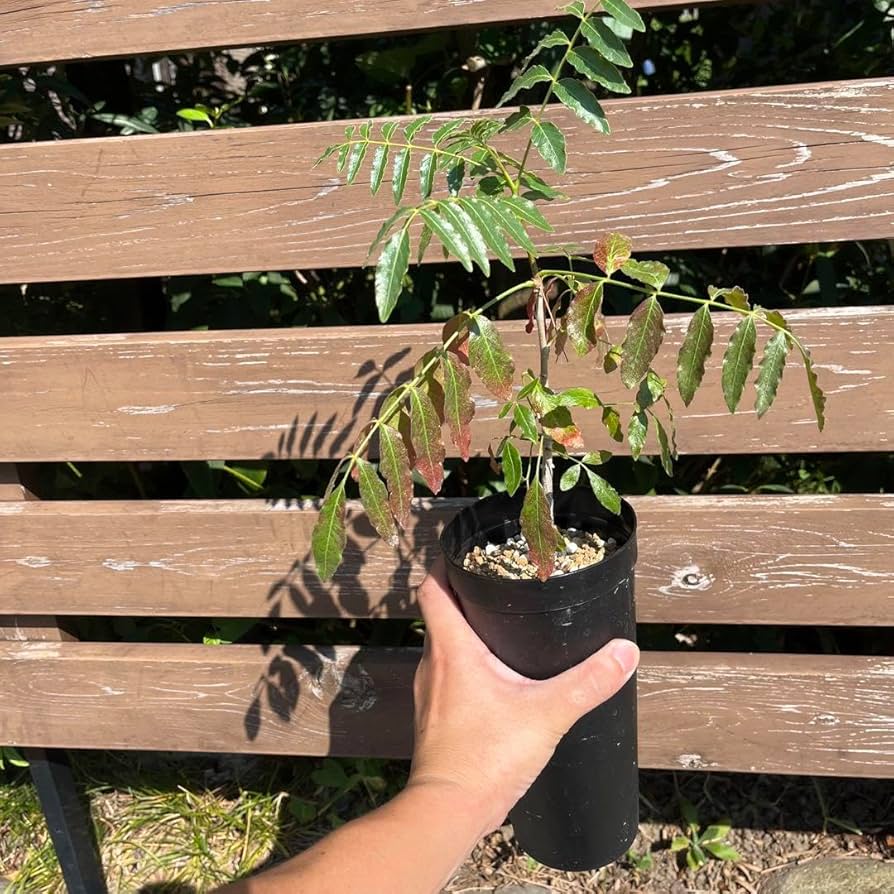 サマーセール！ 超希少 実生 オペルクリカリア ムルチジュガ 塊根