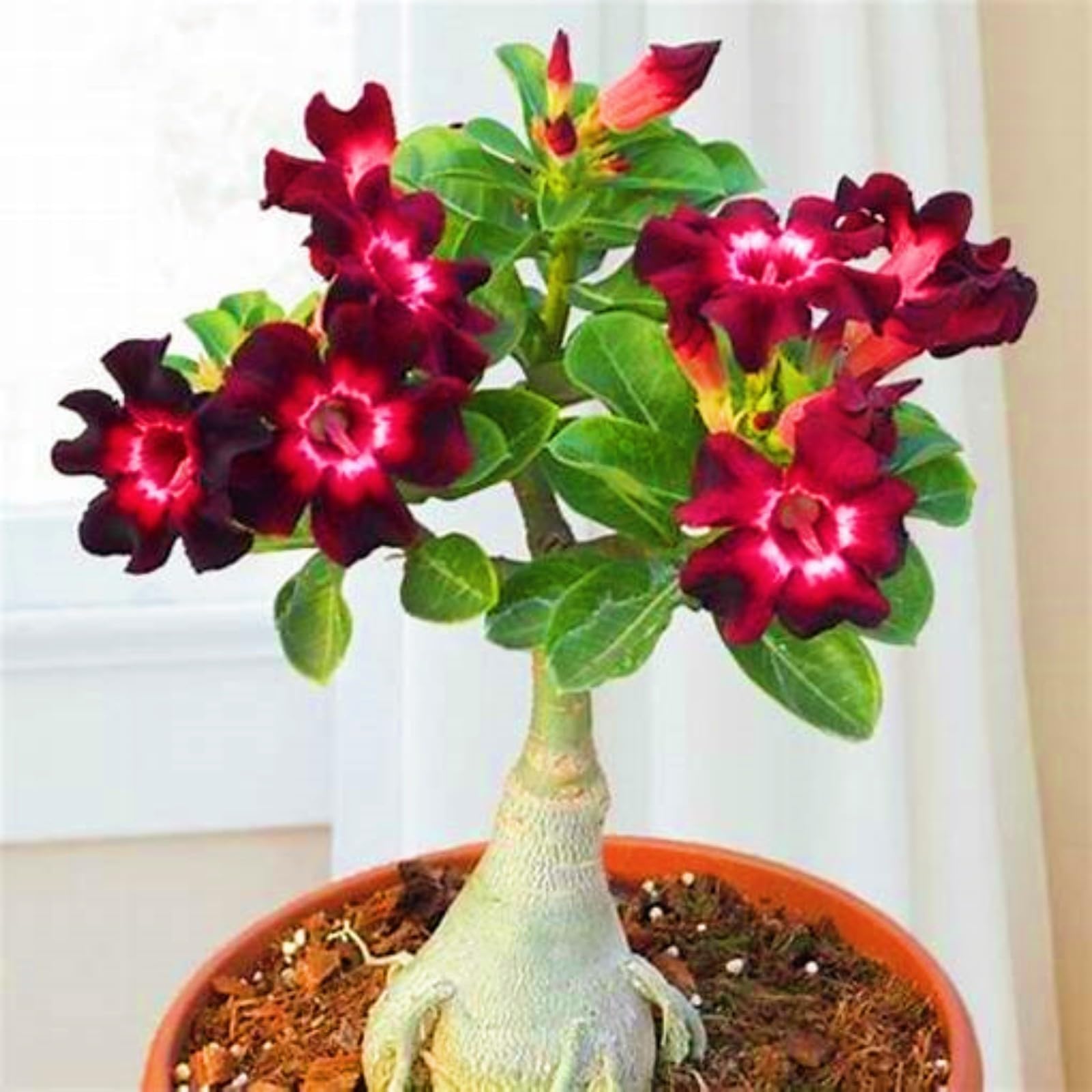 Desert Rose Bulbs for Planting,Excellent Display Indoor Perennial,Desert Rose Bulbs Mix,Desert Rose Tubers UK,Greening Flower,Flowering Rhizome,Balcony Garden Bulbs.-5Bulbs-H