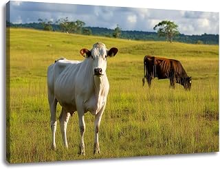 CHAUSSUREBAR Large Canvas Wall Art white Nelore cattle pasture Canvas Art Prints Pictures Wall Decor Living Room Wall Paintings for Bedroom Bathroom 20" x 32"