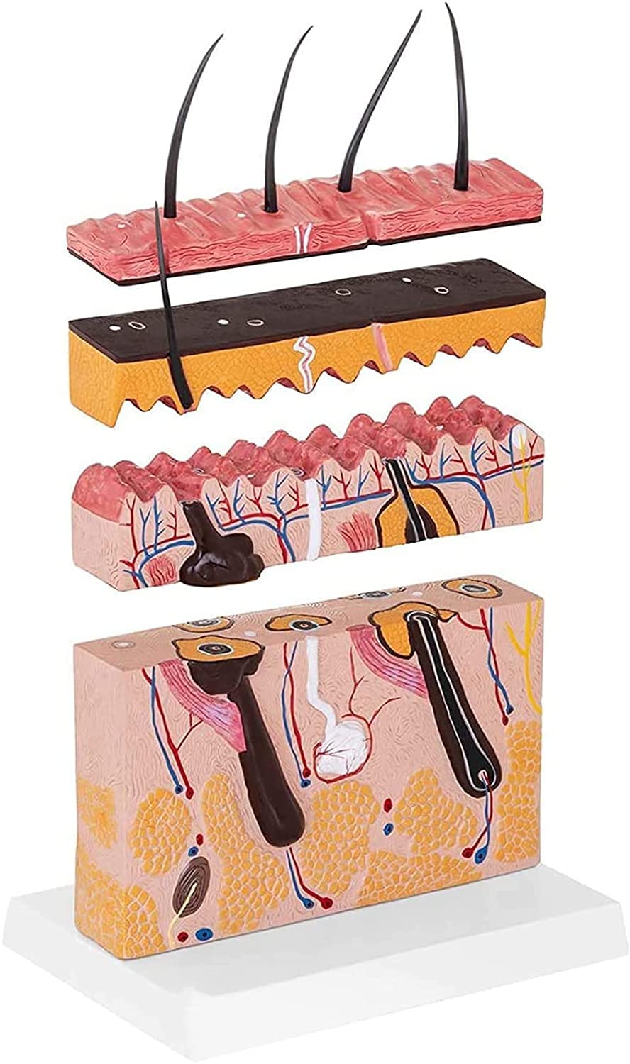 Maquette anatomique peau humaine en plastique 3D agrandie pour étude de la dermatologie