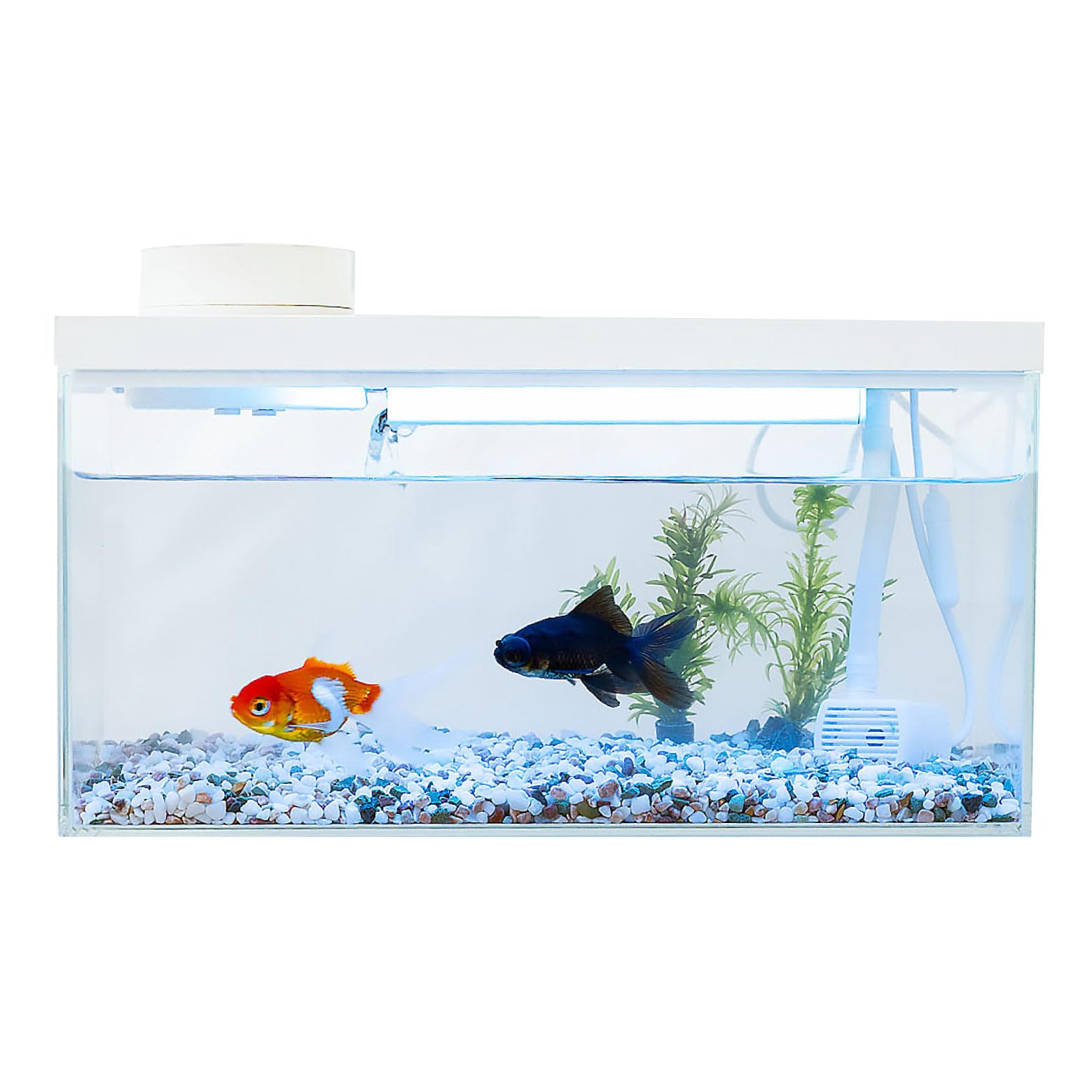 小型 オールインワン スマート水槽 多機能水槽☆FiSH-α4 IOT 12L