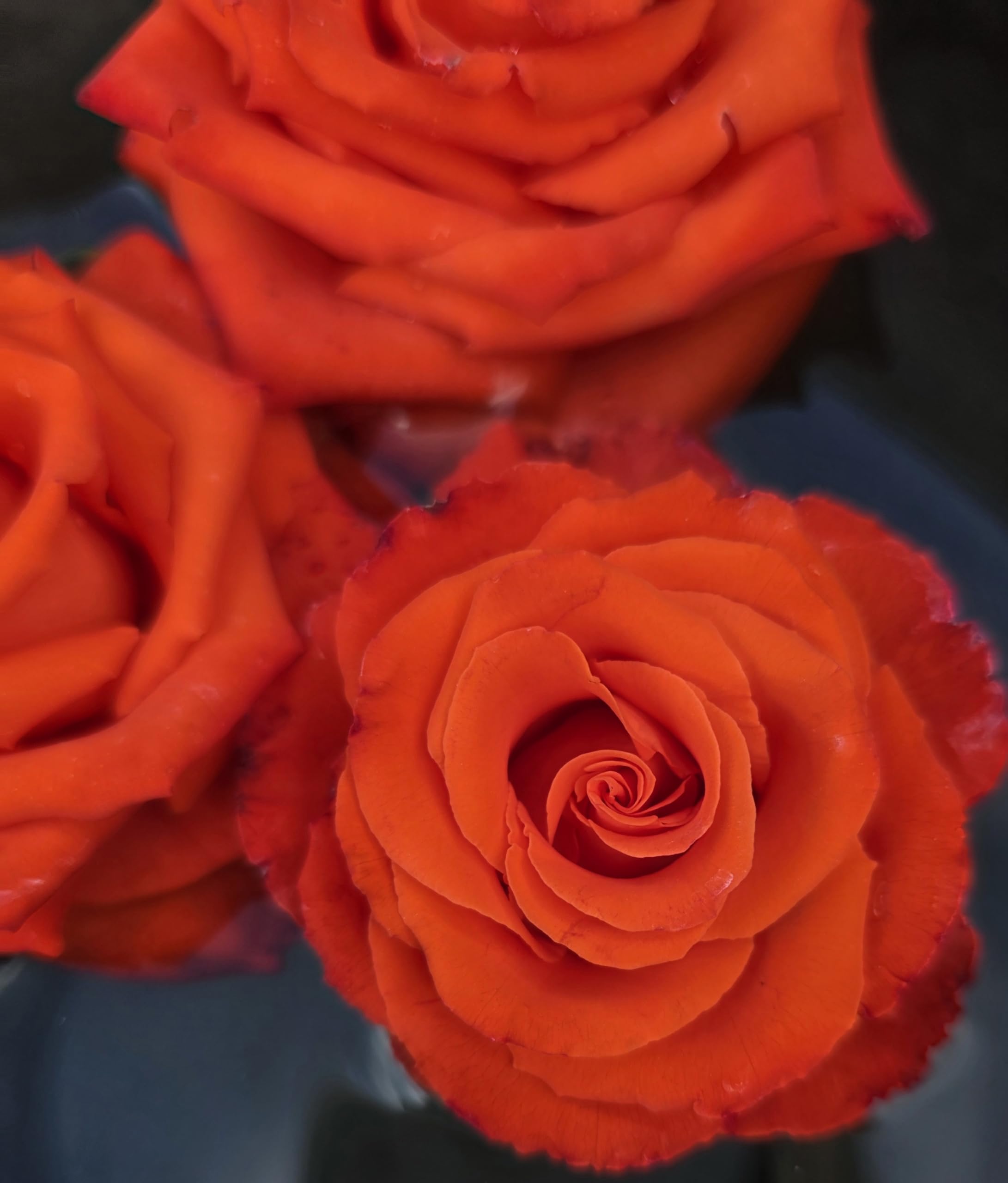 Amazon.com : Ma Cherie Roses, Mercedes Orange Rose Bush, Rose