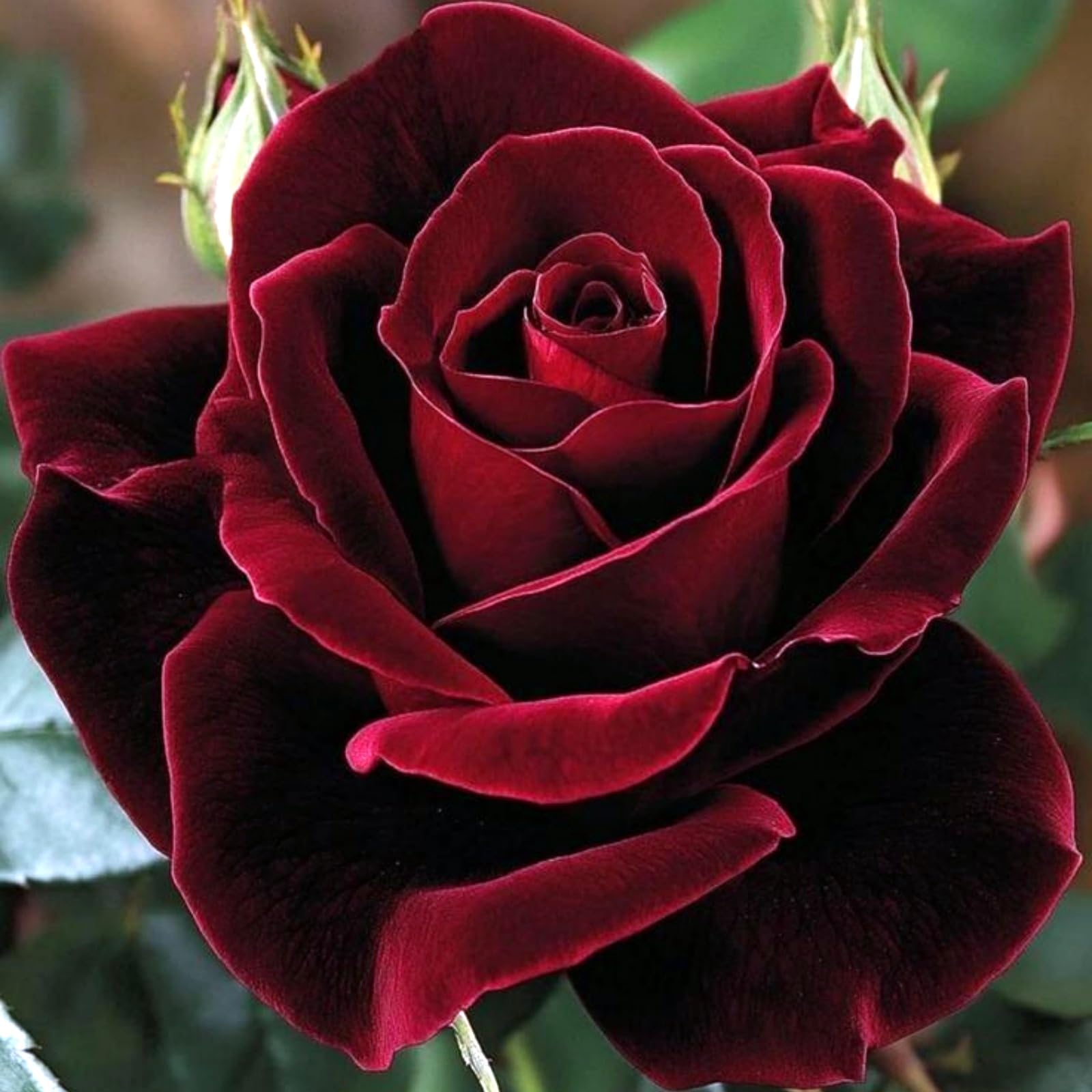 Timeless Rose Rhizome, Hardy Perennial, Garden Decoration, No Watering Required, Professional Planting, Suitable for Spring and Autumn-1 Rhizome-E
