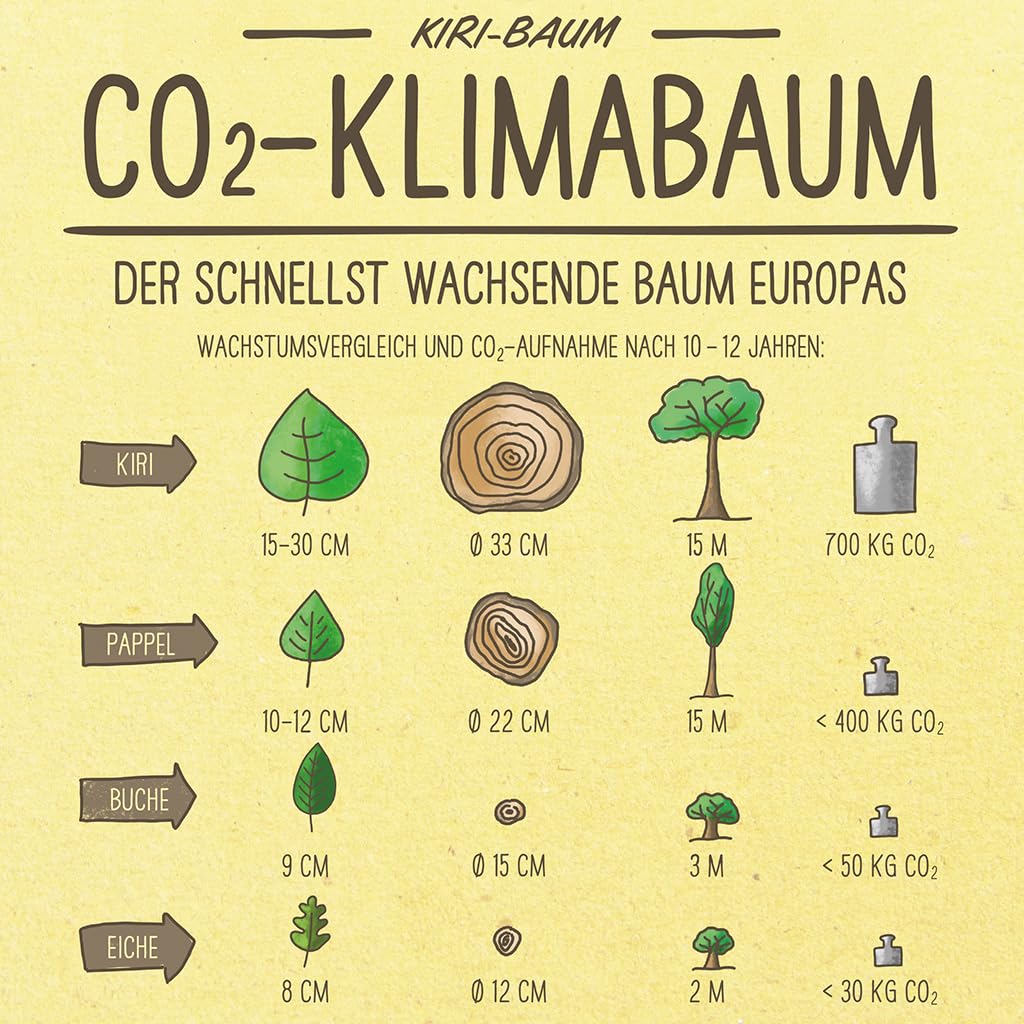 Kiribaum mit Pflanzset | CO₂ Klimabaum schnellwachsend | Paulownia Nordmax21 inkl. Topf & Erde | winterharter Schattenbaum | ungiftig für Tiere & Kinder | Green Me Up