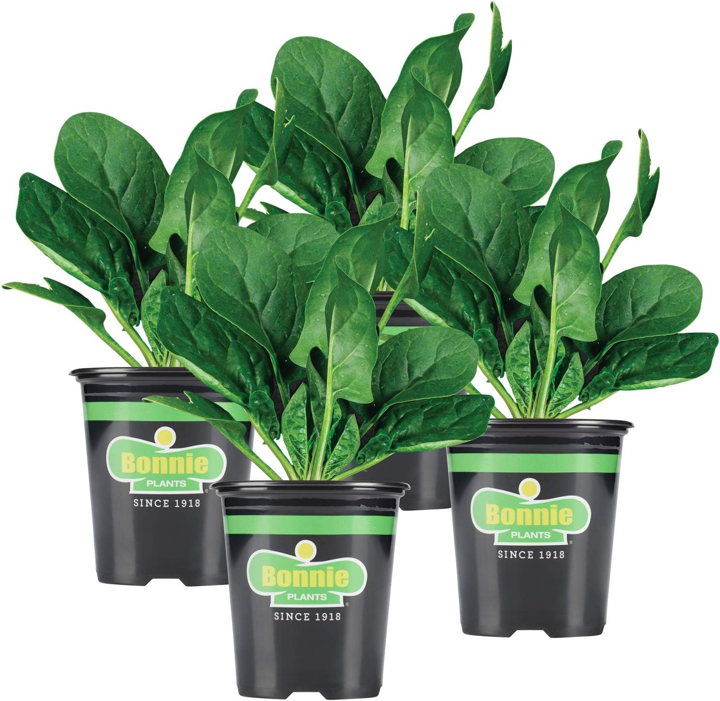 The Best Plants For Hydroponics Expert Fupping