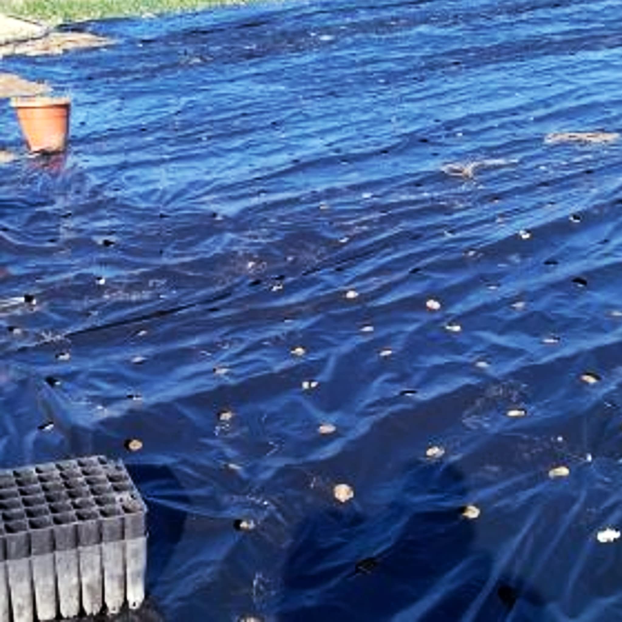 Bricoloco Acolchado para huerto Film de Polietileno Ancho 1 Metro Perforado galga 200 Perforado Especial Cultivo de Tomates. (650 Metros)
