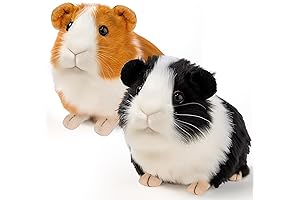 My Live Pet Guinea Pig: Cuddle-Worthy Companions for Your Little Animal Enthusiast