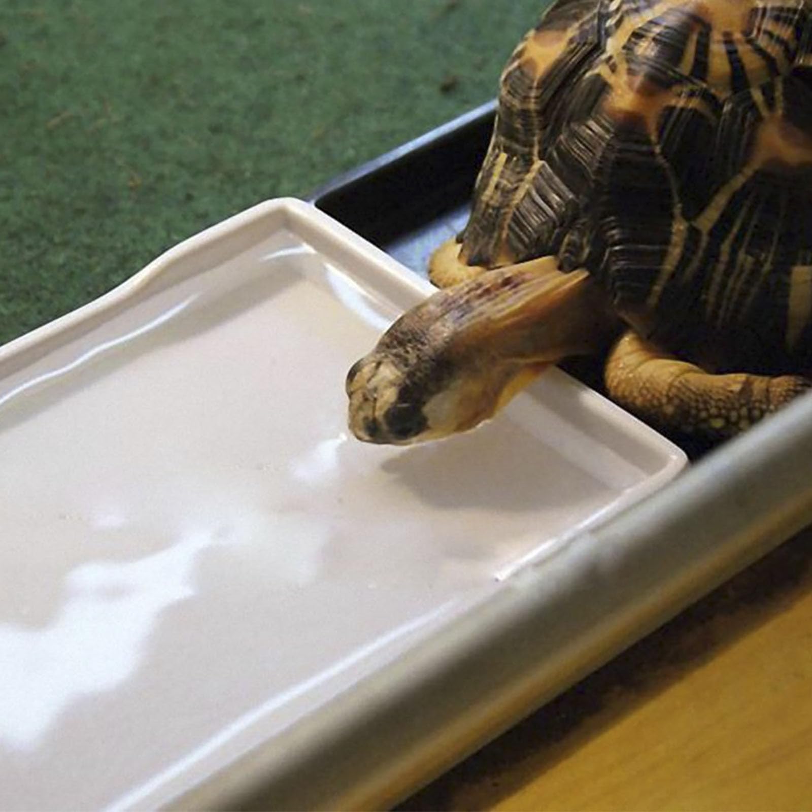 OMEM Grand Bol pour Reptiles - pour Nourriture et Eau - Convient également pour Le Bain (L, Blanc)