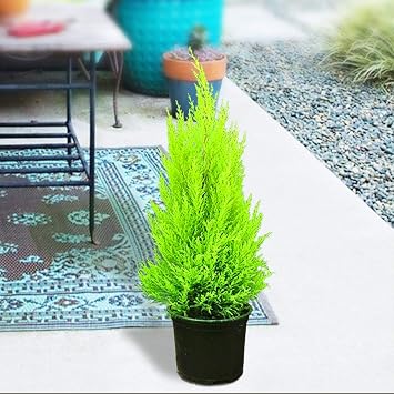 Easy Plants 1 Hardy Monterey Cypress 'Wilma' Goldcrest Lemon Scented Standing Garden Plant in 9cm Pot