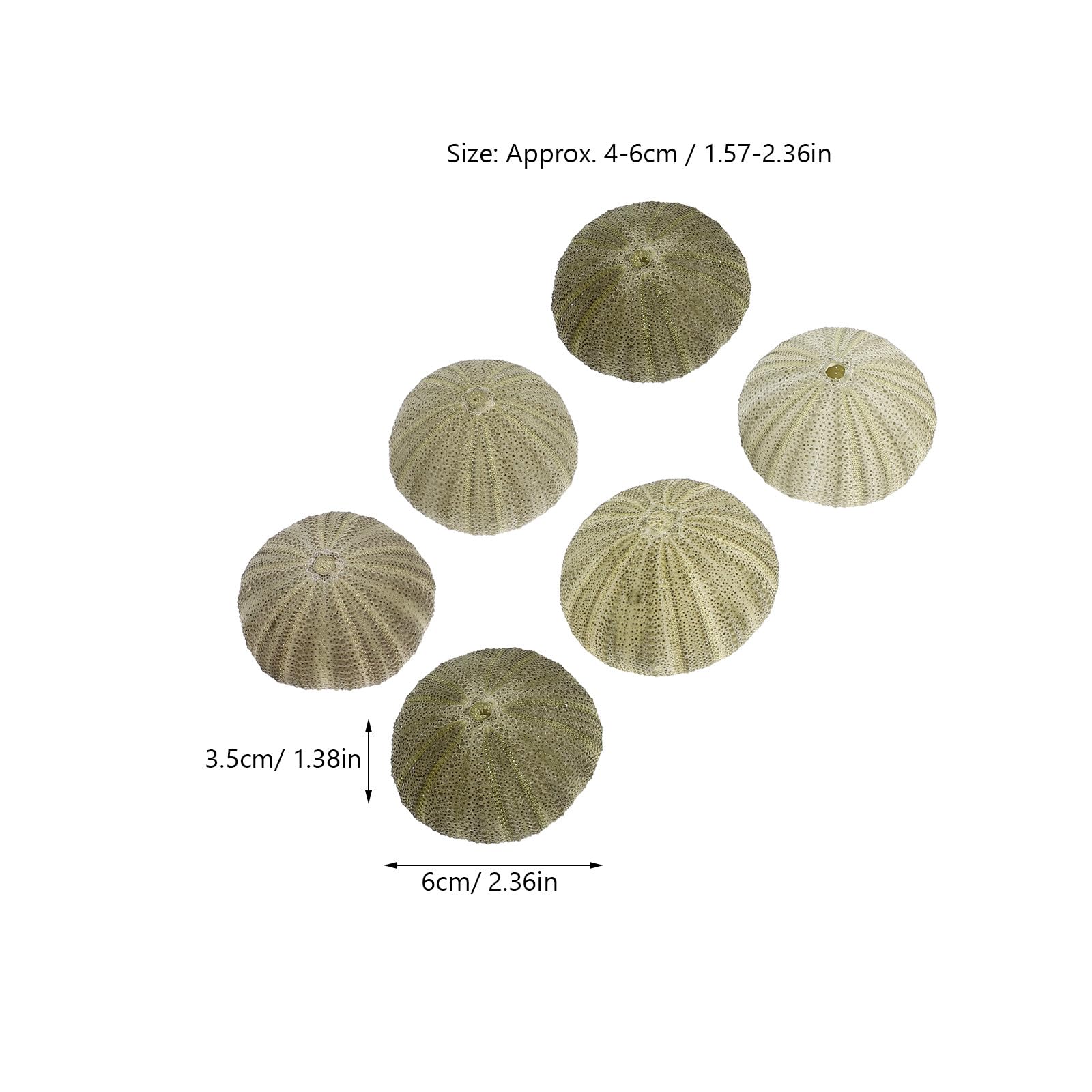 Seeigel Schalen 6 Stück Natürliche Muscheln 4–6cm für Wohnraum Deko und Strand Zubehör mit Halter für Sukkulenten und Bastelideen