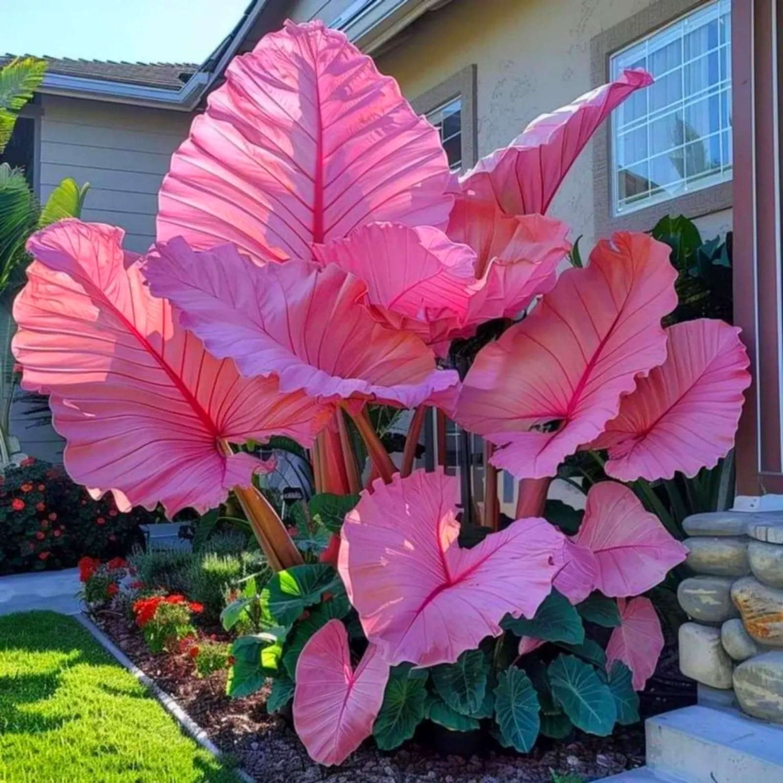 Elephant Ears Bulbs/Surprise Growth, Garden Decoration, No Watering Required,Good for Containers-j-10Bulbs