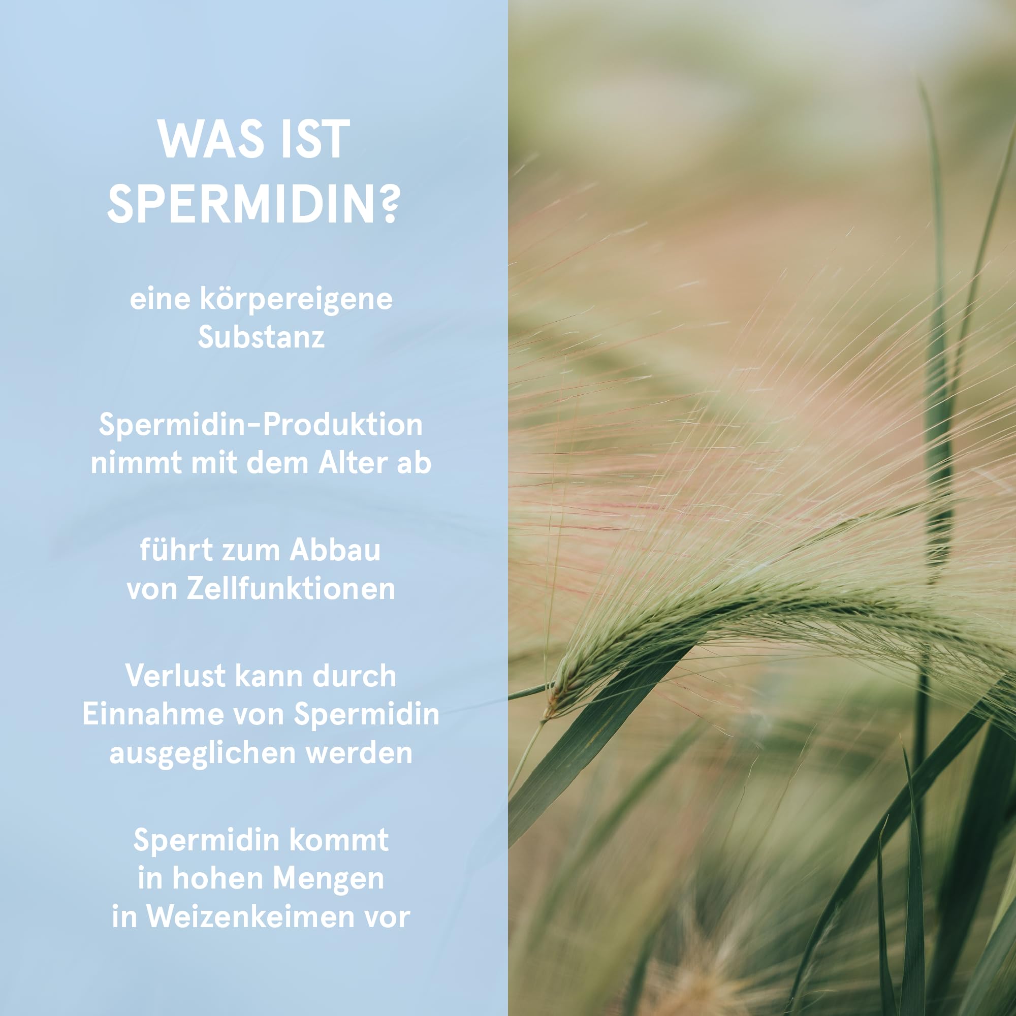 Spermidin Kapseln Ursprung - 3,0 mg Spermidin in reiner Apothekenqualität | Natürlicher Weizenkeimextrakt | Spermidine hochdosiert & vegan | Ausgezeichnete Bioverfügbarkeit | spermidinPLUS