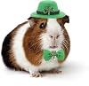 Guinea Pig Saint Patricks Day Hat Bow Tie Set Small Animal Irish Green Top Hat with Shamrock Décor St.Patricks Day Costume Accessories for Rabbit Bunny Ferret Bearded Dragon Puppy Kitten