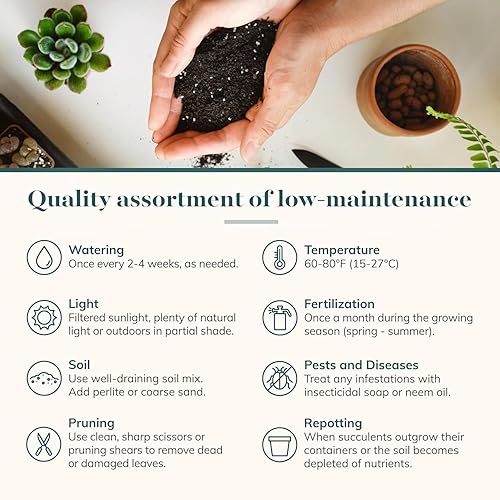 Miniatura 6 de Shop Succulents Rosette - Paquete de plantas suculentas a granel, colección a granel, mini plantas suculentas vivas, fácil cuidado, plantas de