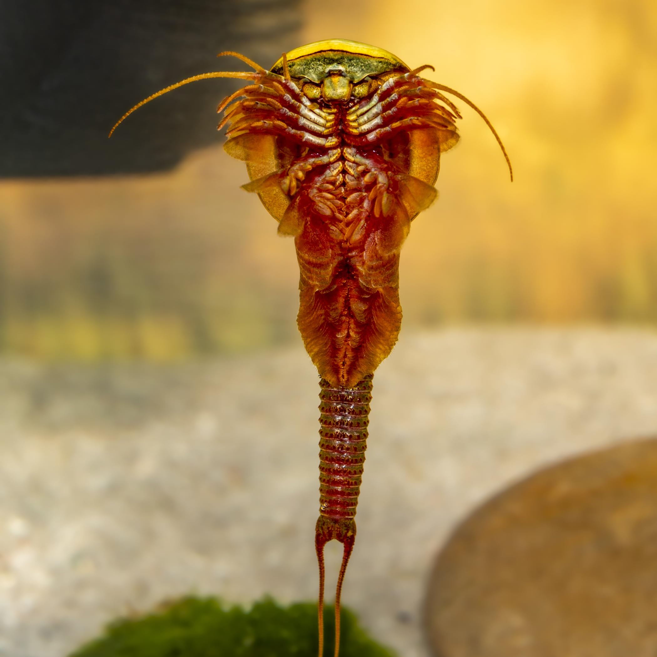 Triops sp. Mongolei Premium Komplett-Set mit Urzeitkrebs Eiern, 6 l Becken, LED-Beleuchtung, Zuchtansatz, Heizung, Filter, Luftpumpe, Kescher, Futter, Zubehör, Anleitung