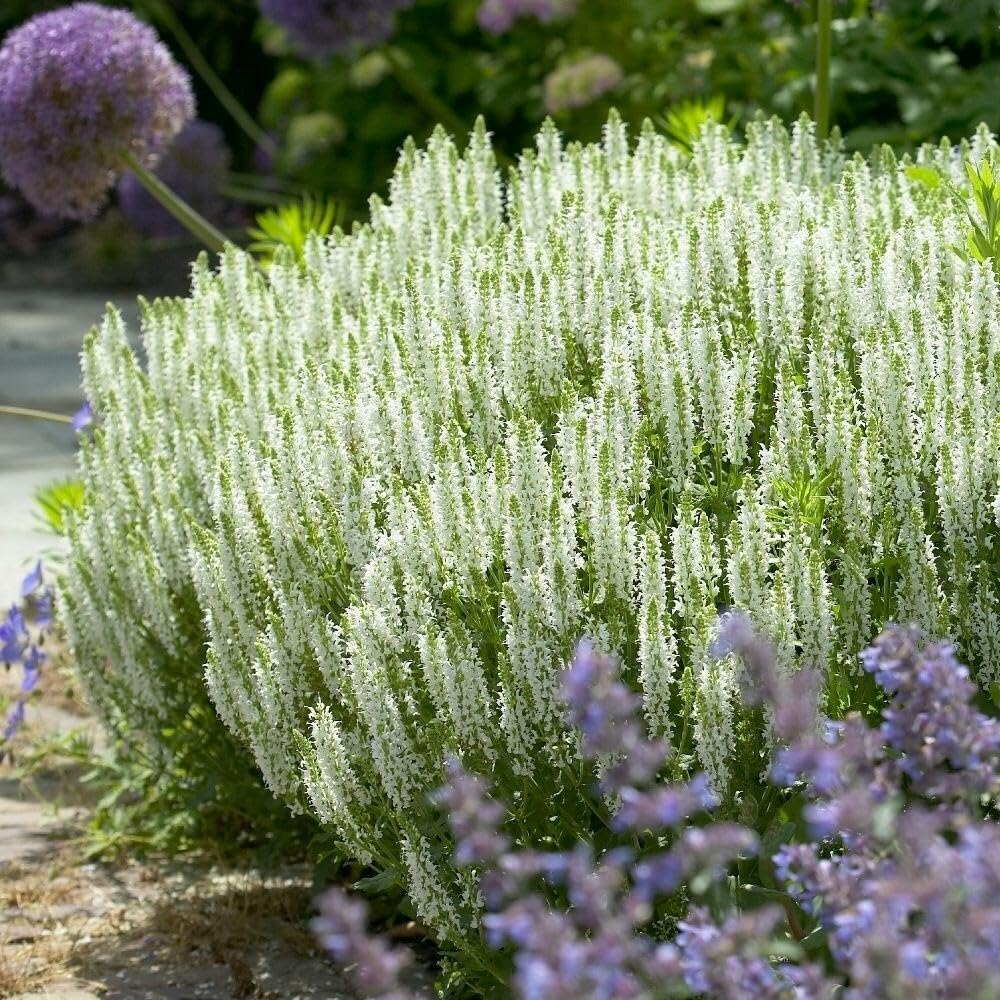 Plant Theory 9cm Pot Salvia Sylvestris Schneehügel Sage Perennial