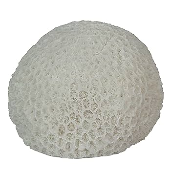 Amazon.co.jp : Things2Die4 6インチ 樹脂 LED 脳 サンゴ