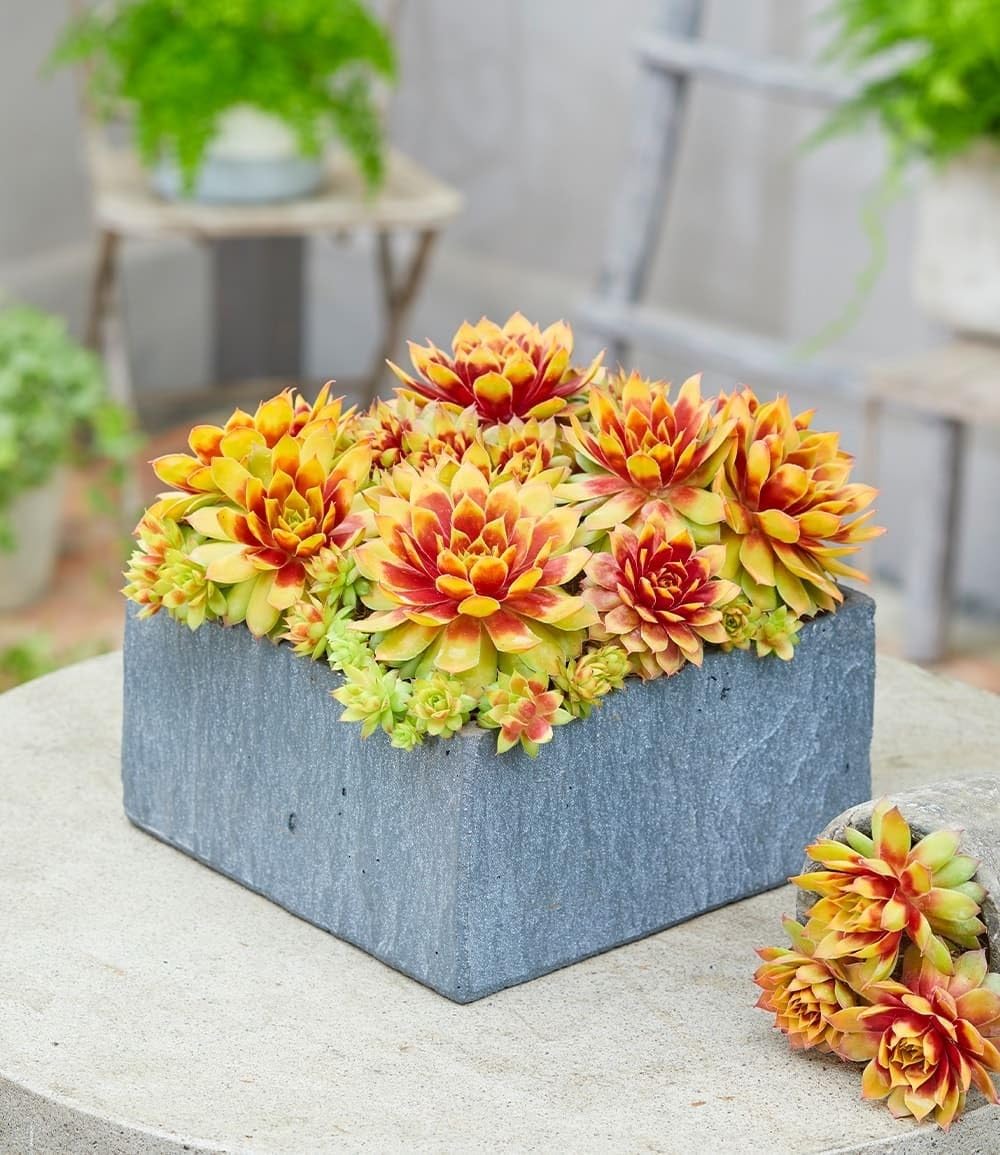 BALDUR Garten 2x Sempervivum 'Gold Nugget®', Pflanzen im 9x9 cm-Topf, winterhart, immergrün, farbintensive Staude, Blickfang im Beet & Kübel, pflegeleicht, trockenheitsverträglich, mehrjährig