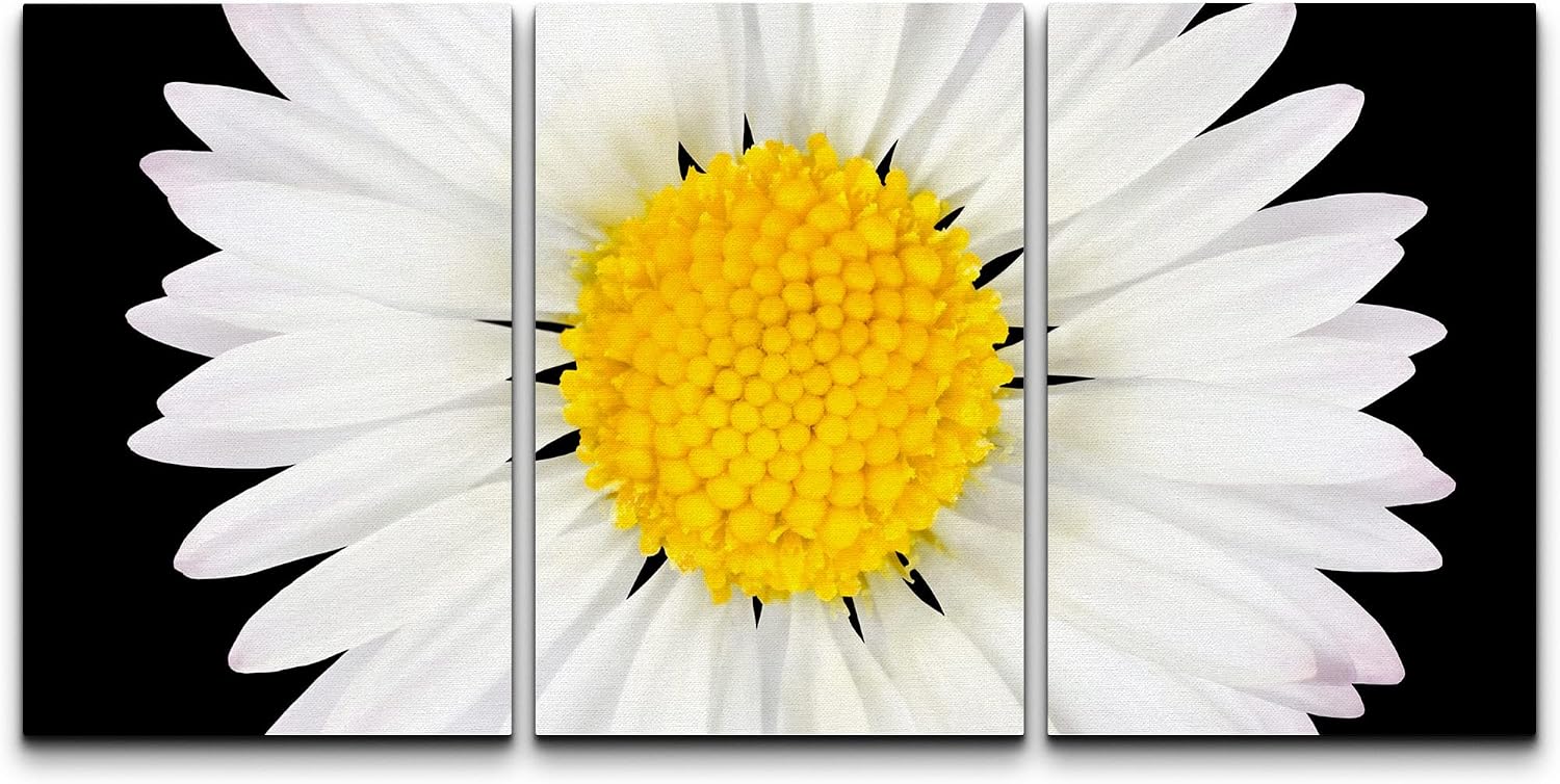 Amazon.com: wall26 - 3 Piece Canvas Wall Art - Daisy Flower Isolated on ...