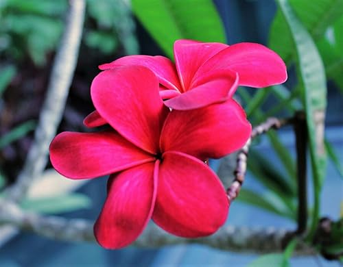 Miniatura 4 de Semillas de Plumeria de Colores Mixtos - Flor Lei Frangipani Mix Rosa Rojo Amarillo Blanco Jocad (10 Semillas)