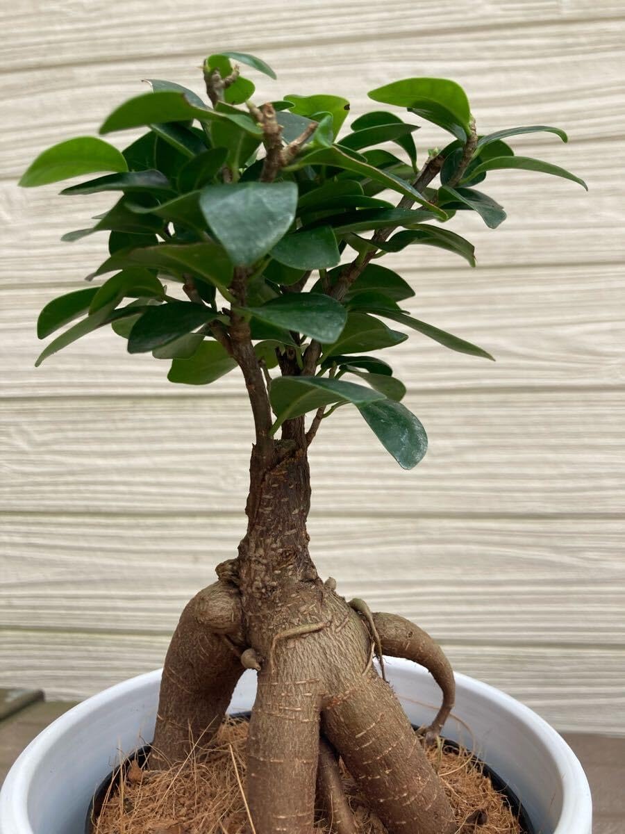 水苔無しモスポール 30本まとめ 29cmサイズ 水苔無しモスポール 30本まとめ