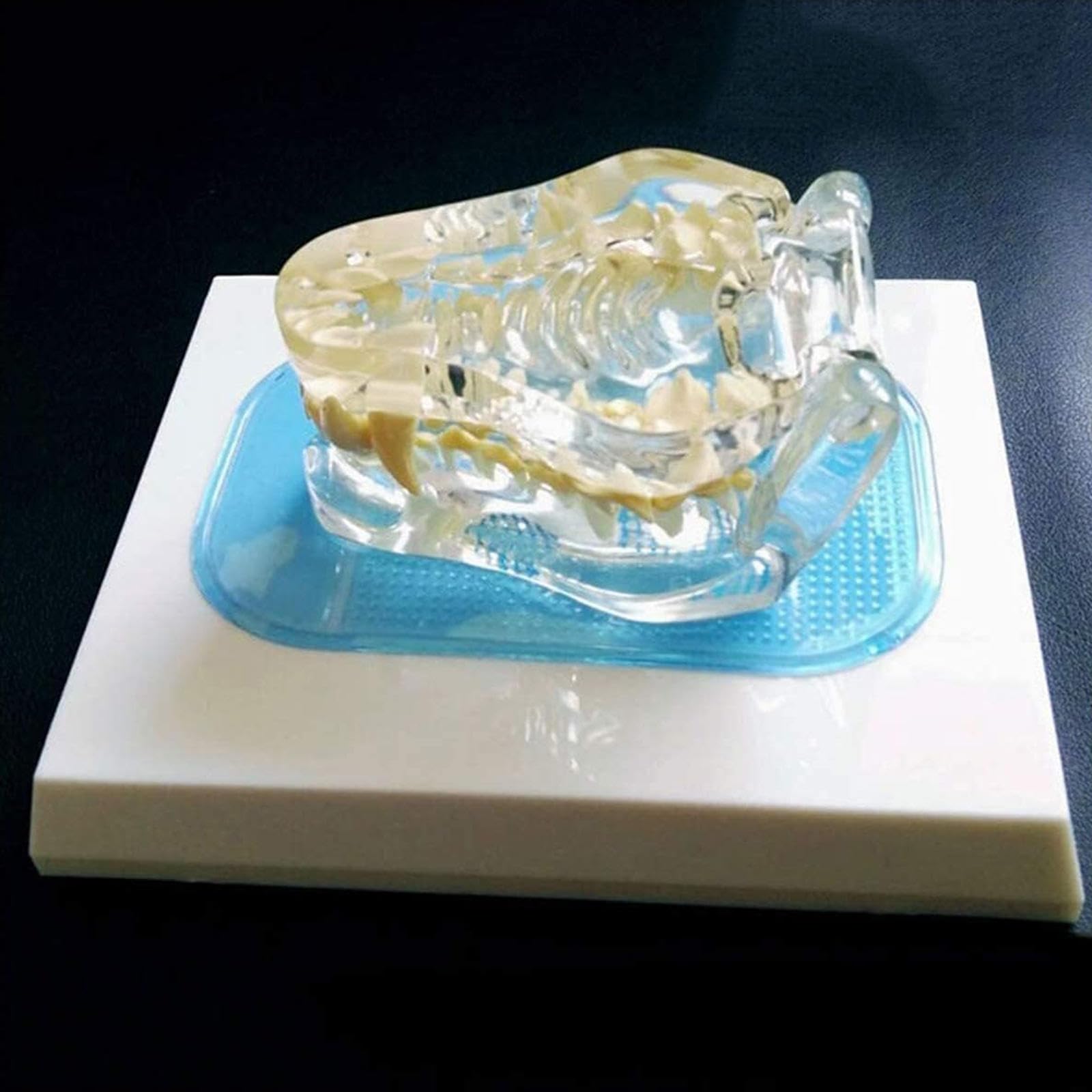 Modelo de Dientes de Perro, Mandíbula Canina Dental Transparente Perro Oral Dientes Claros Modelo Clínica de Mascotas Mandíbula Anatómica para Oficina Veterinaria Educación Decoración Demostrar