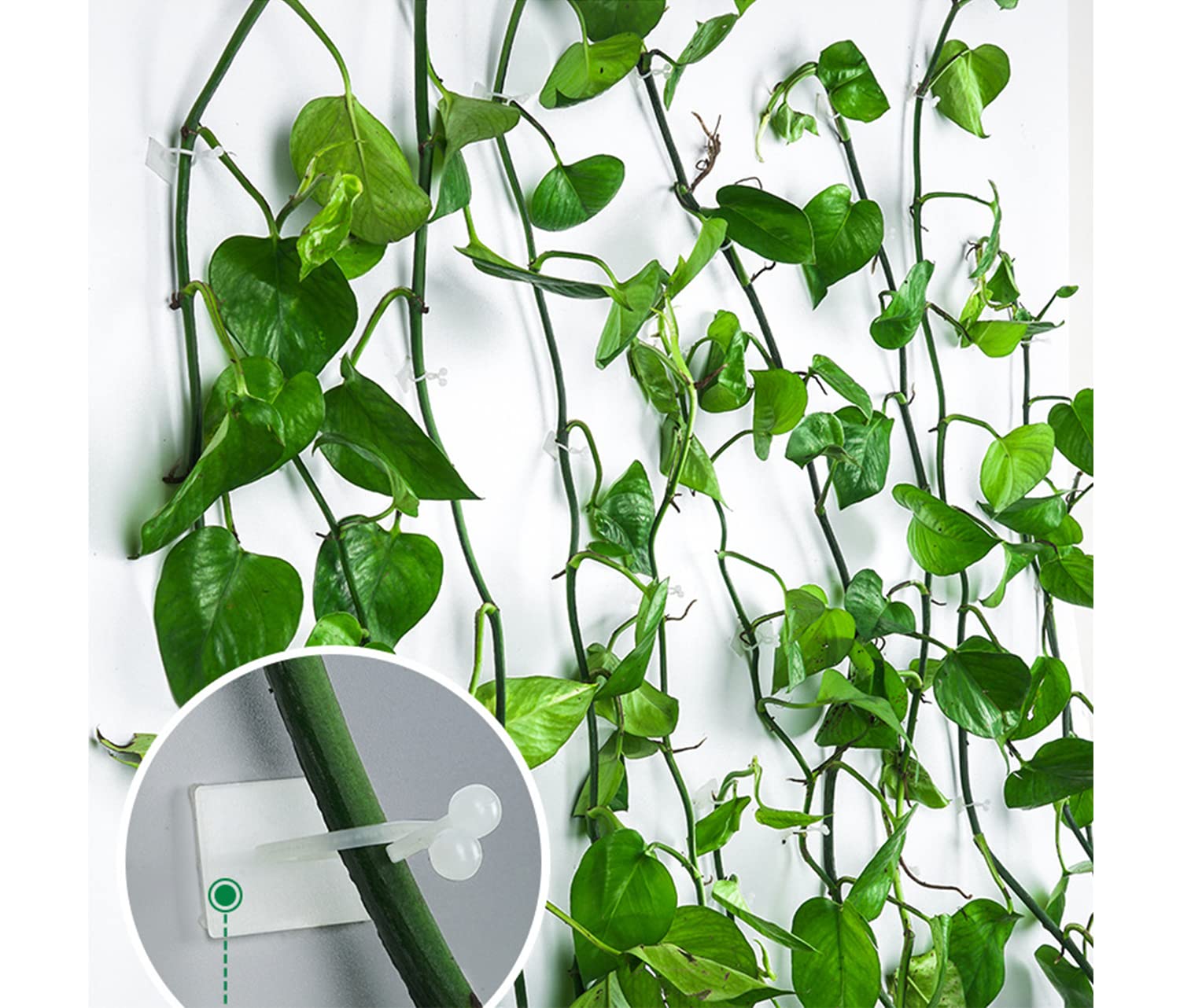 See full amazon price history chart for SR Creation Plant Climbing Wall Fixture Clips Wall Plant Holder Self Adhesive Vines Traction Fixture Plant Sticky Hook Vine Plant Climbing Wall Fixer (30 Pcs) SR Creation Plant Climbing Wall Fixture Clips Wall Plant Holder Self Adhesive Vines Traction Fixture Plant Sticky Hook Vine Plant Climbing Wall Fixer (30 Pcs) (B09SZD3YW3) Amazon Price History, Amazon Price Tracker