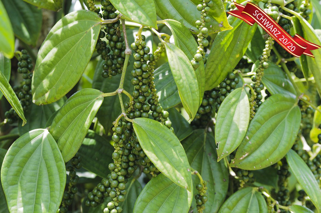 Pfeffer scharz 20/20 Oleoresin, natürliches, reines Pfeffer - Extrakt aus schwarzem Pfeffer. Hergestellt in Indien. (2000g.)