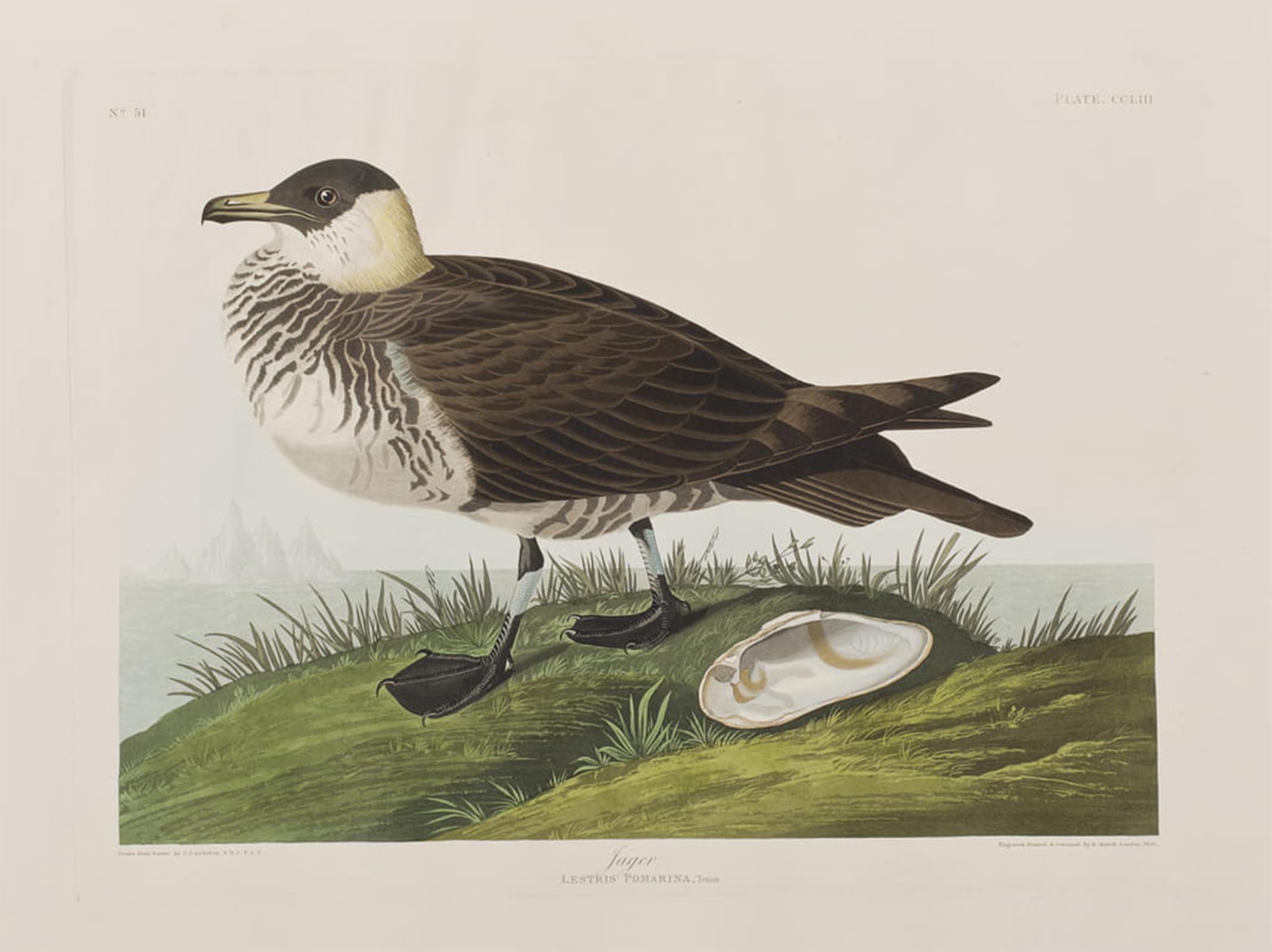 SERENDIPITP Vintage Wall Art Canvas Nordic Poster Canvas Print Picture Illustration From birds of America by John Jamess Audubon Wall Art Poster for Home Decor 60x90cm