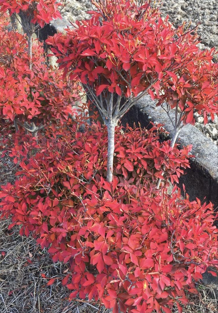 Amazon.co.jp: ドウダンツツジの苗 1苗 : DIY・工具・ガーデン