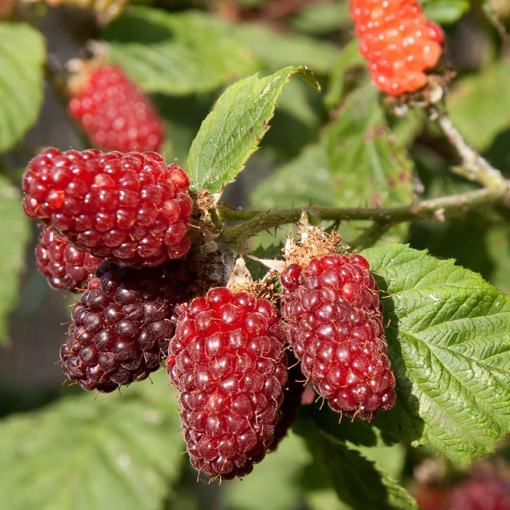 Yougarden Red Pair Of Tayberry Plants In 1.7 Litre Pots, Hybrid Fruit Bushes